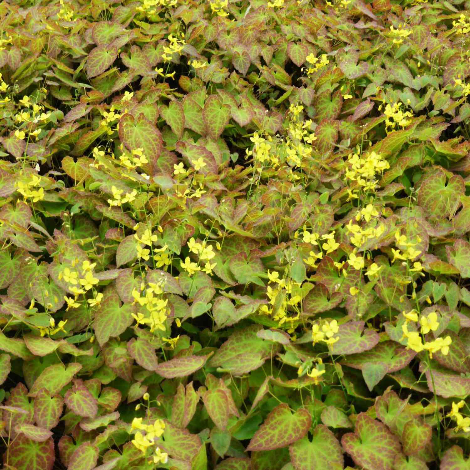Frohnleiten Elfenblume 'Frohnleiten' Frohnleiten Elfenblume 'Frohnleiten'