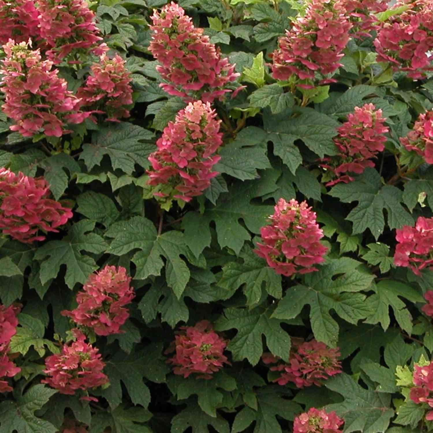 Eichenblättrige Hortensie 'Ruby Slippers'