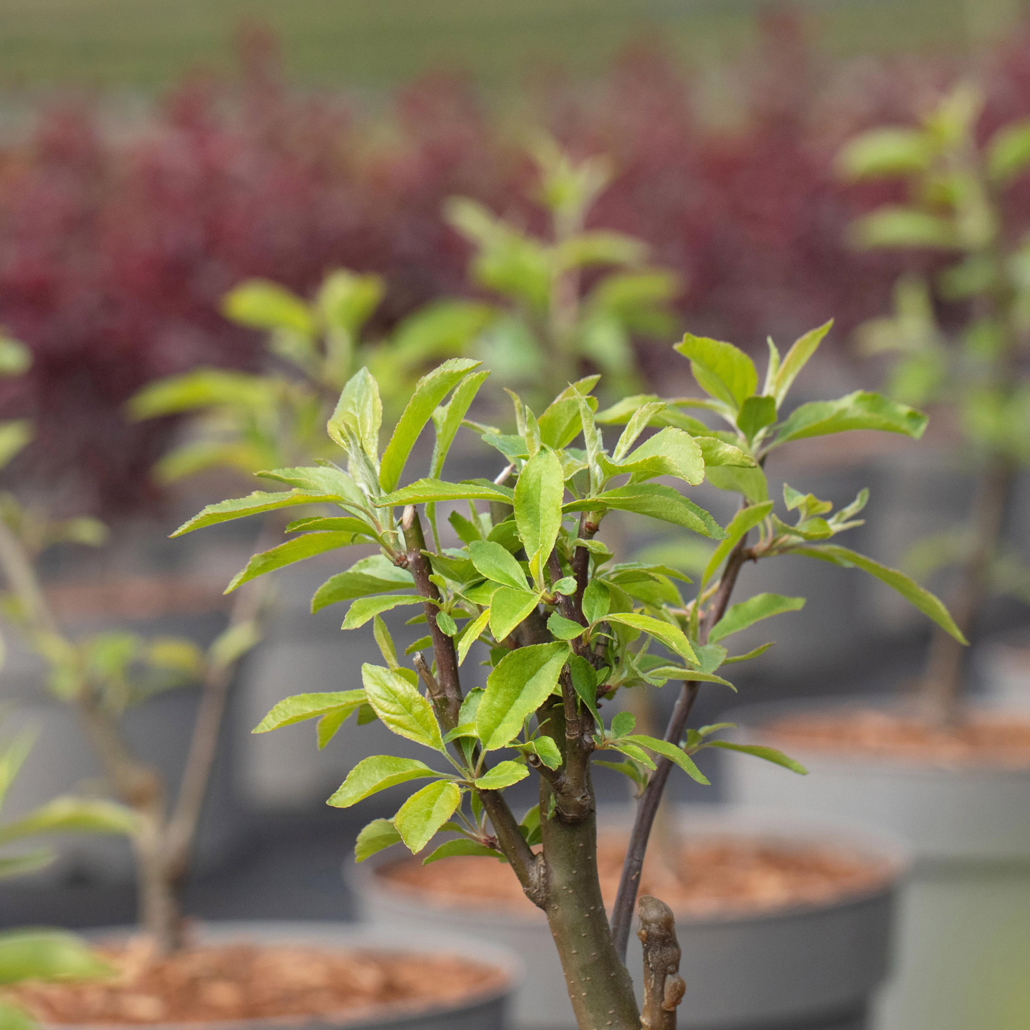 Zierapfel 'John Downie'