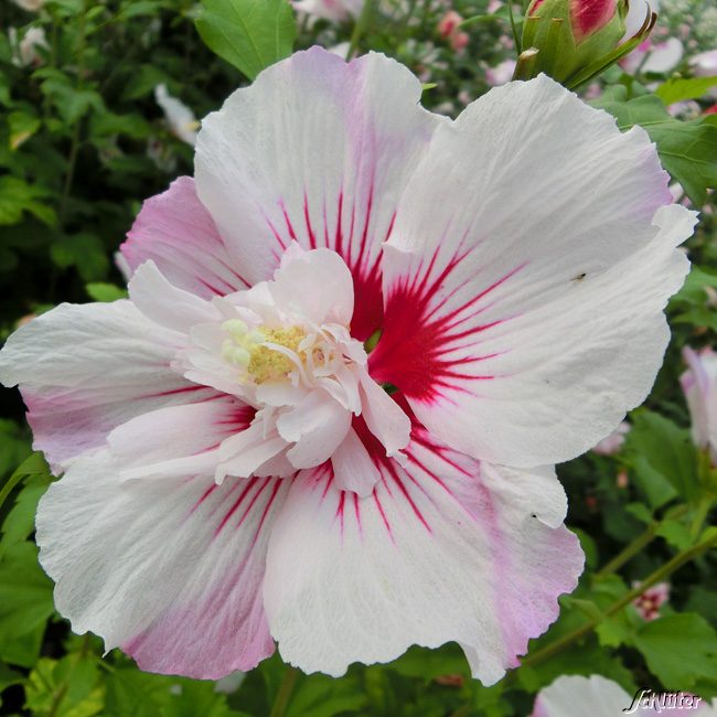 Kategorie <b>Blütensträucher und Ziergehölze </b> - Hibiscus 'Pinky Spot®' , 3-5 Liter, 60 - 80 cm Liefergröße: 60 - 80 cm - Hibiscus syriacus 'Pinky Spot®'
