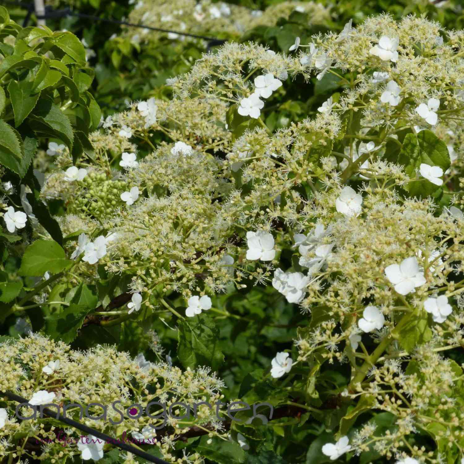 Kletterhortensie