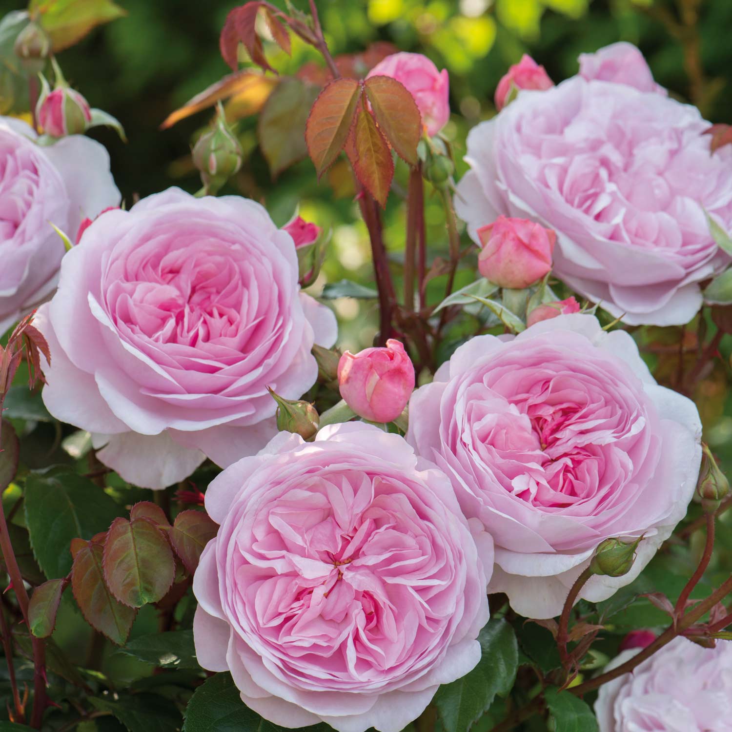 David Austin Rose 'Olivia Rose Austin®', Wurzelnackte Pflanze, A-Qualität, 3 starke Triebe Liefergröße: A-Qualität