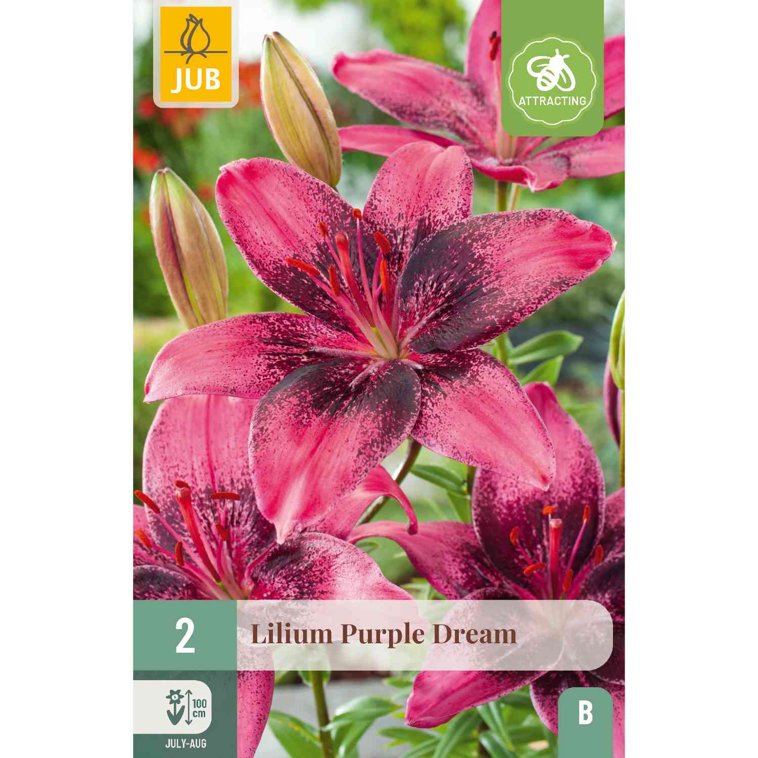 Asiatische Lilie 'Purple Dream', 2 Stück