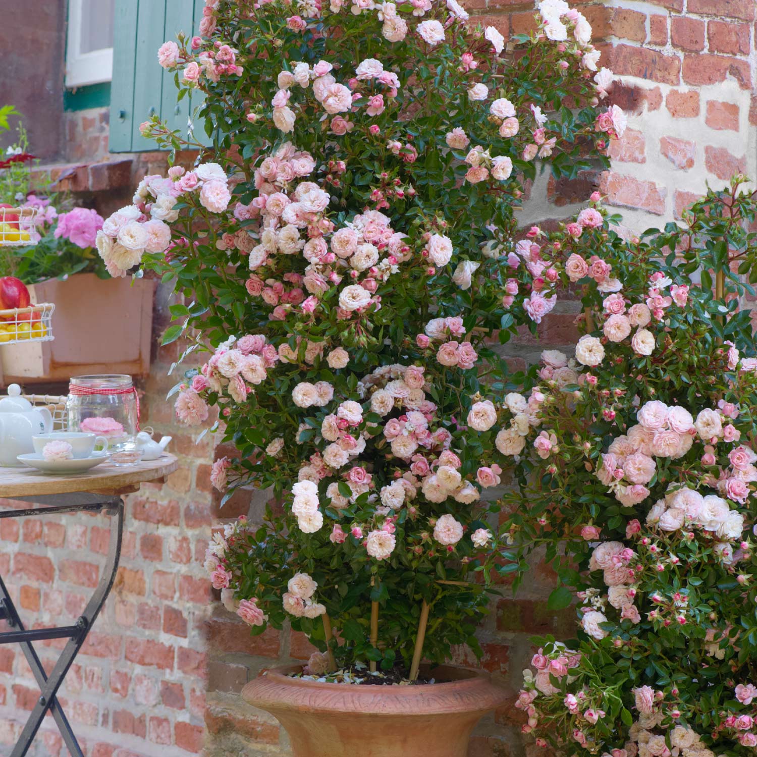 Zwerg-Kletterrose Starlet®Rose 'Alina' C6 Liefergröße: mindestens 3 starke Triebe