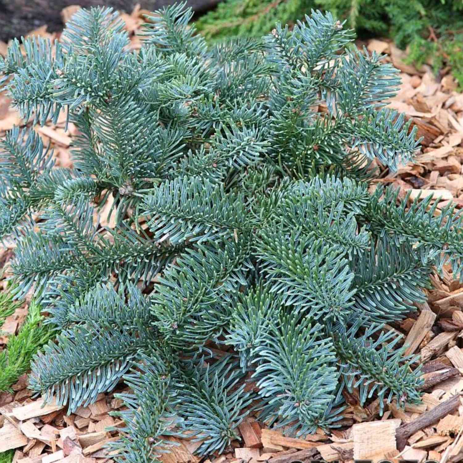 Blaue Edeltanne/Silbertanne 'Glauca'