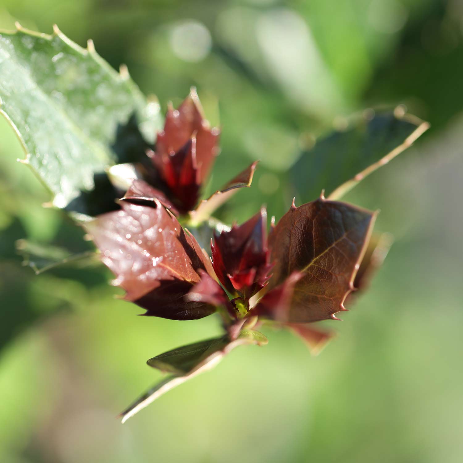 Stechpalme 'Heckenblau®' Stechpalme 'Heckenblau®'