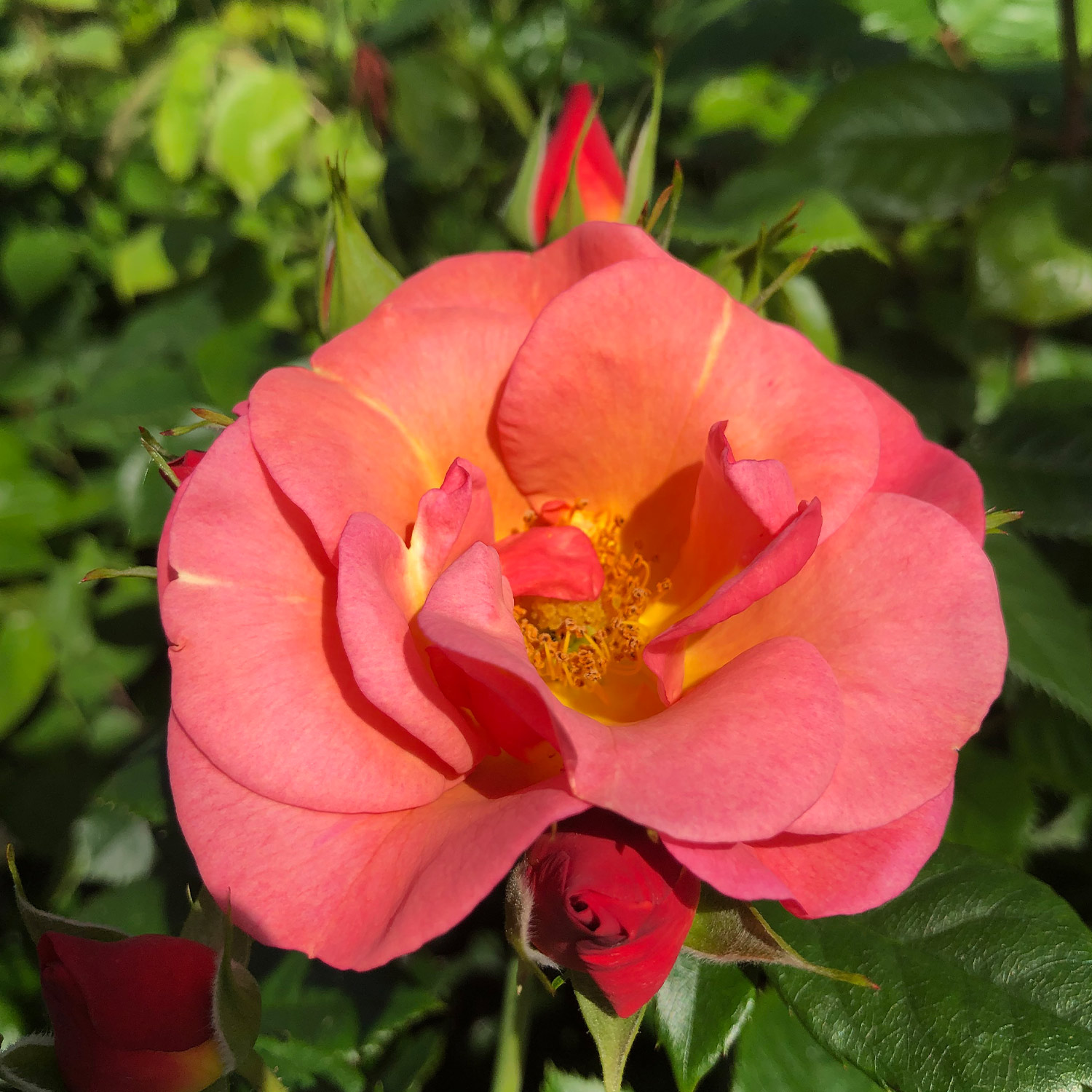 ADR-Beetrose 'Spicy®'