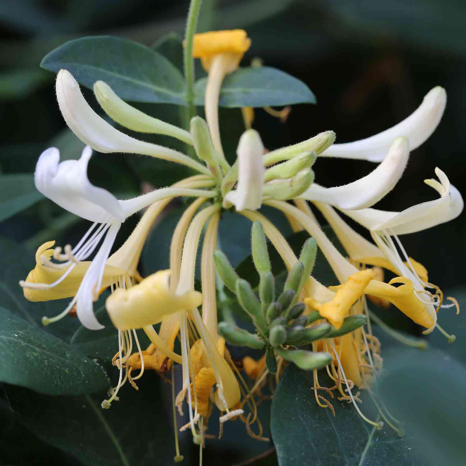 Waldgeißblatt