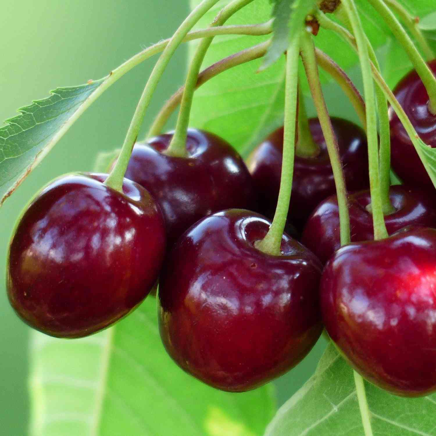 Kirsch-Duo 'Regina®/Sunburst®' Kirsch-Duo 'Regina®/Sunburst®'