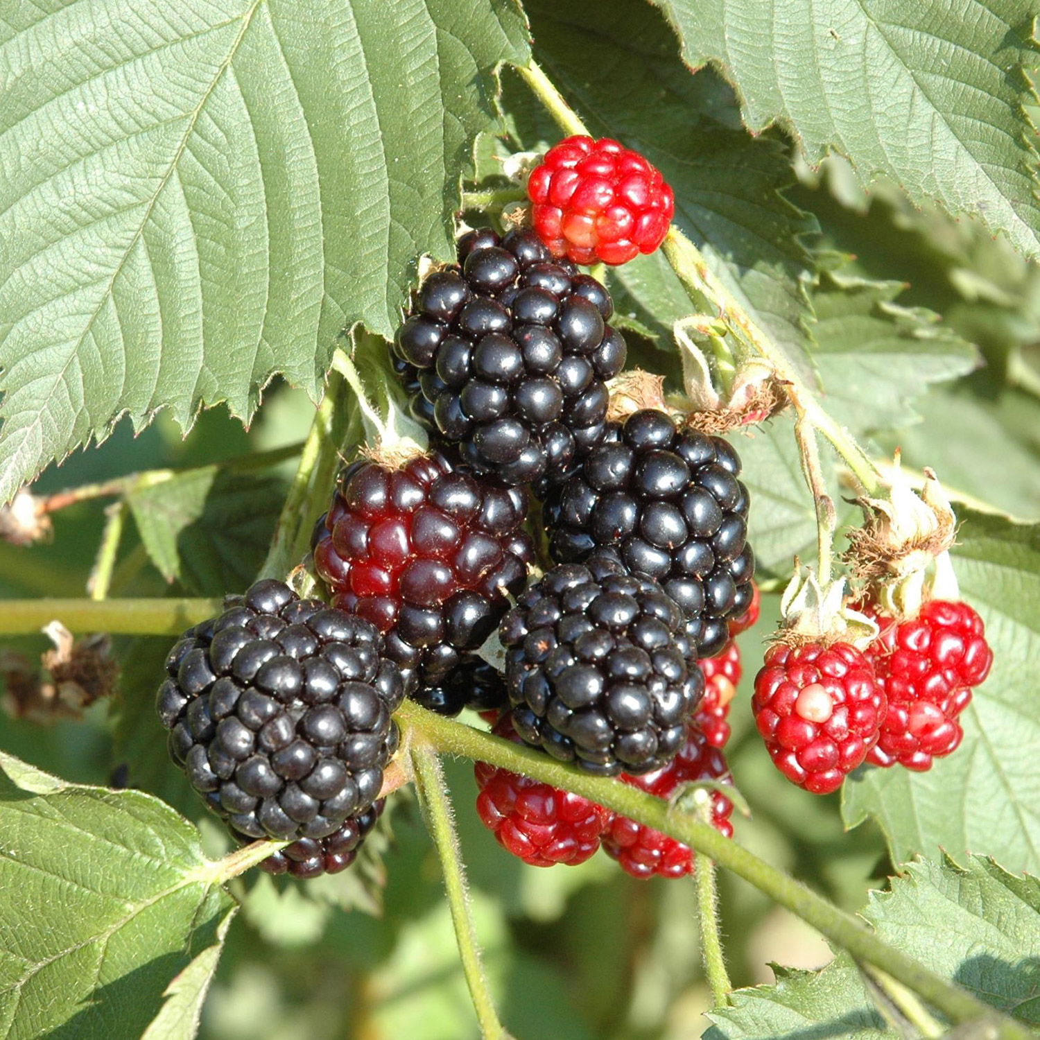 Brombeere 'Navaho®' (dornenlos) Liefergröße: 40 - 60 cm