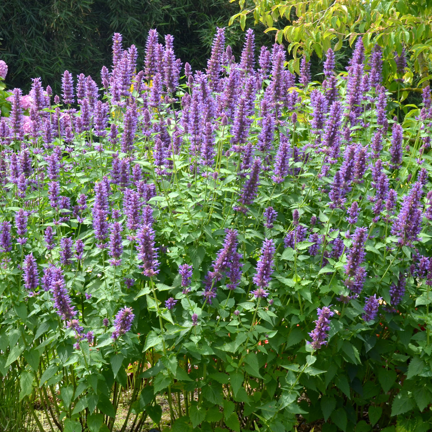 Kategorie <b>Stauden </b> - Duftnessel 'Blue Boa' Lieferform: Im 9 cm Topf - Agastache rugosa 'Blue Boa'