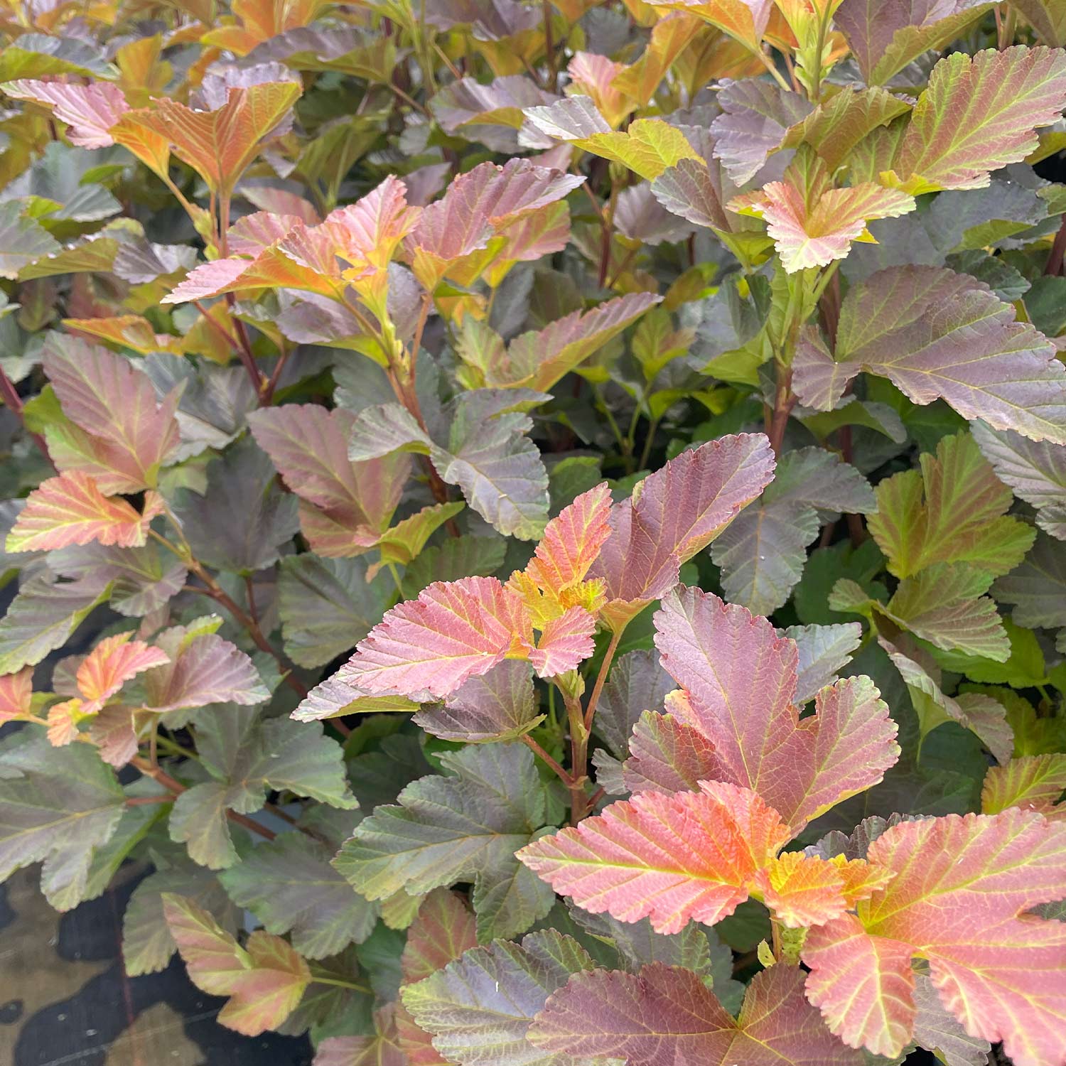 Blasenspiere 'Amber Jubilee®'