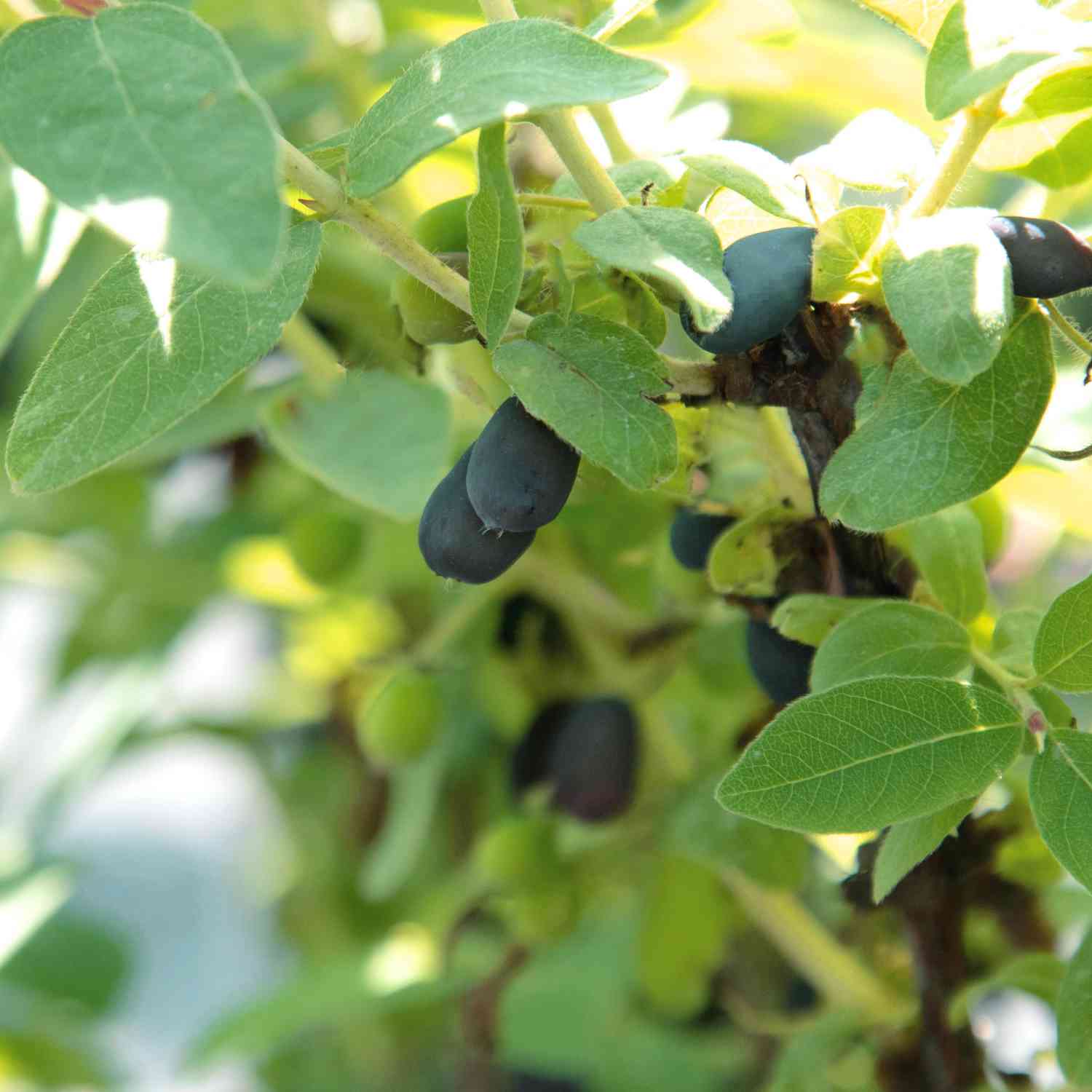 Sibirische Blaubeere 'Eisbär' - Honigbeere