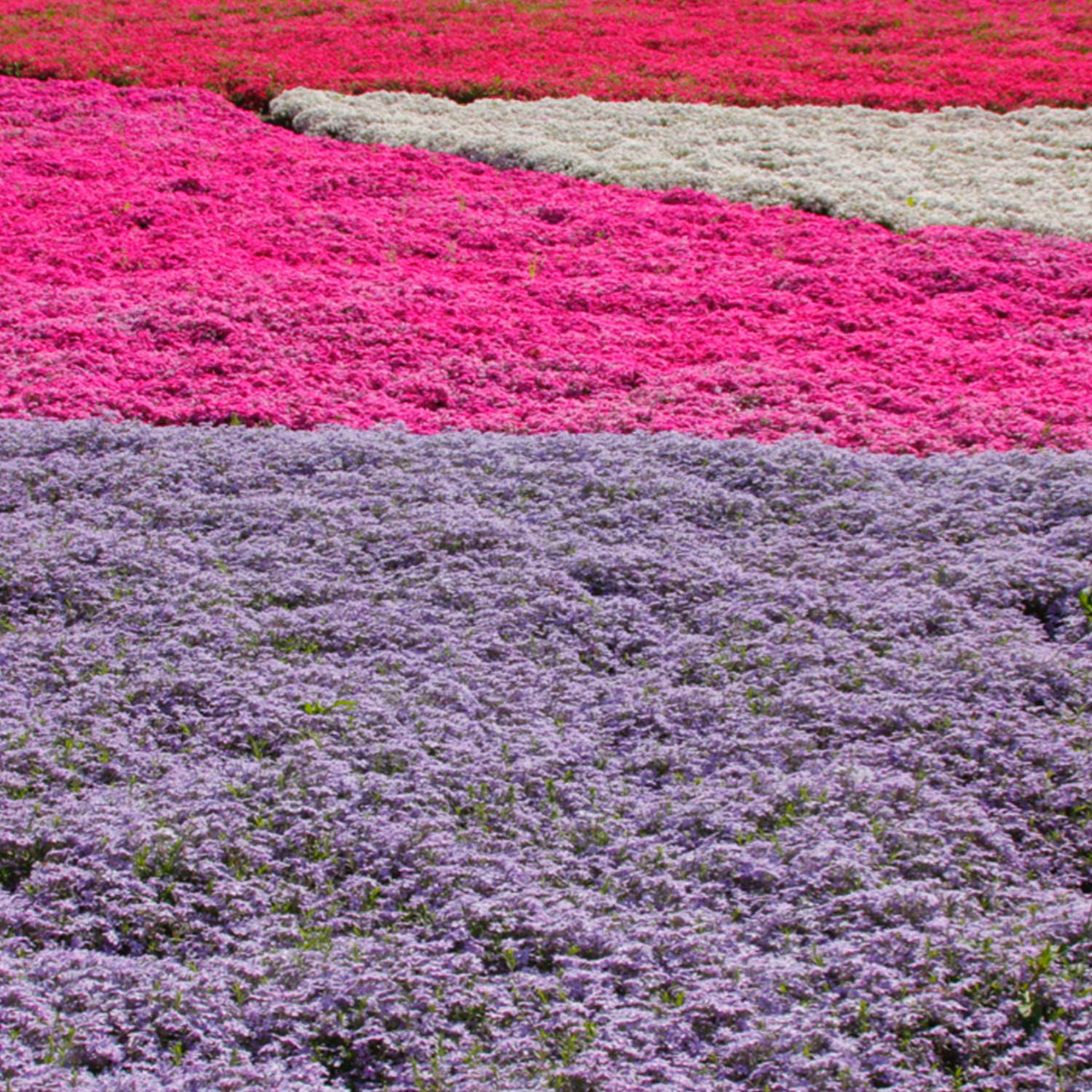 Polsterphlox Mischung - 4 Pflanzen Liefergröße: | 4 Stück