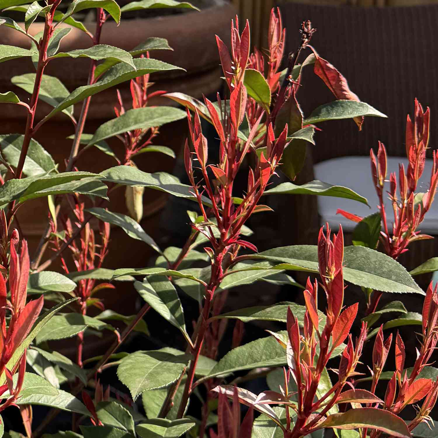 Rote Glanzmispel 'Red Robin' Rote Glanzmispel 'Red Robin'