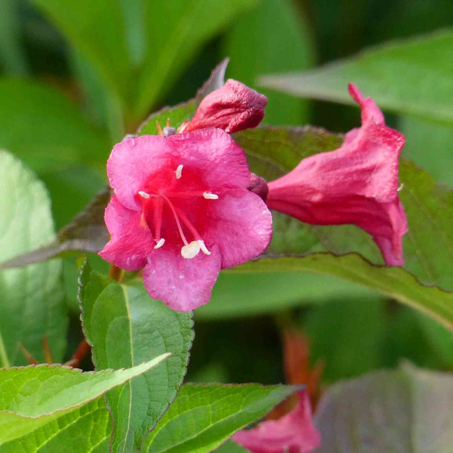 Weigelie 'Bristol Ruby'