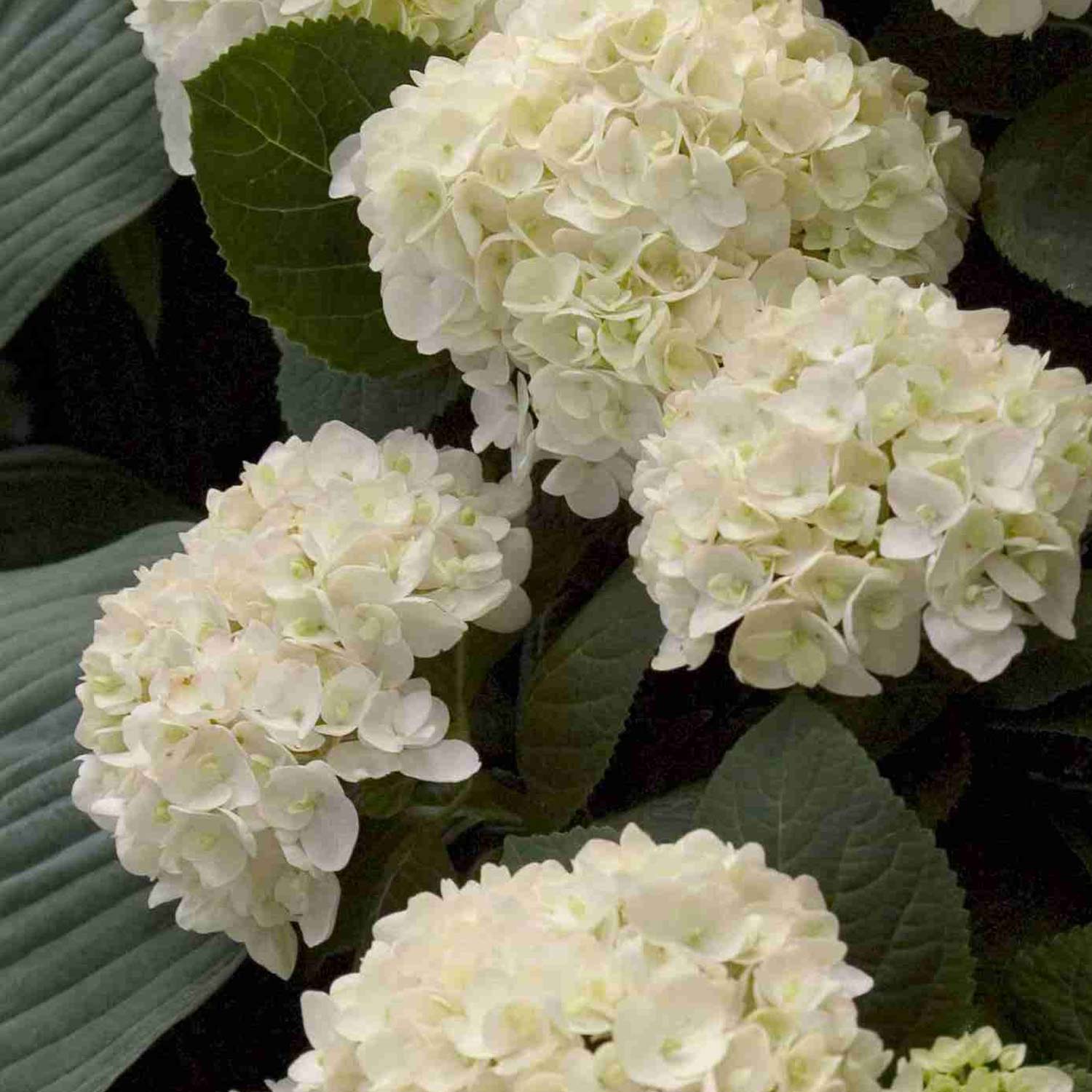 Hortensie Endless Summer® 'The Bride' Liefergröße: 30 - 40 cm