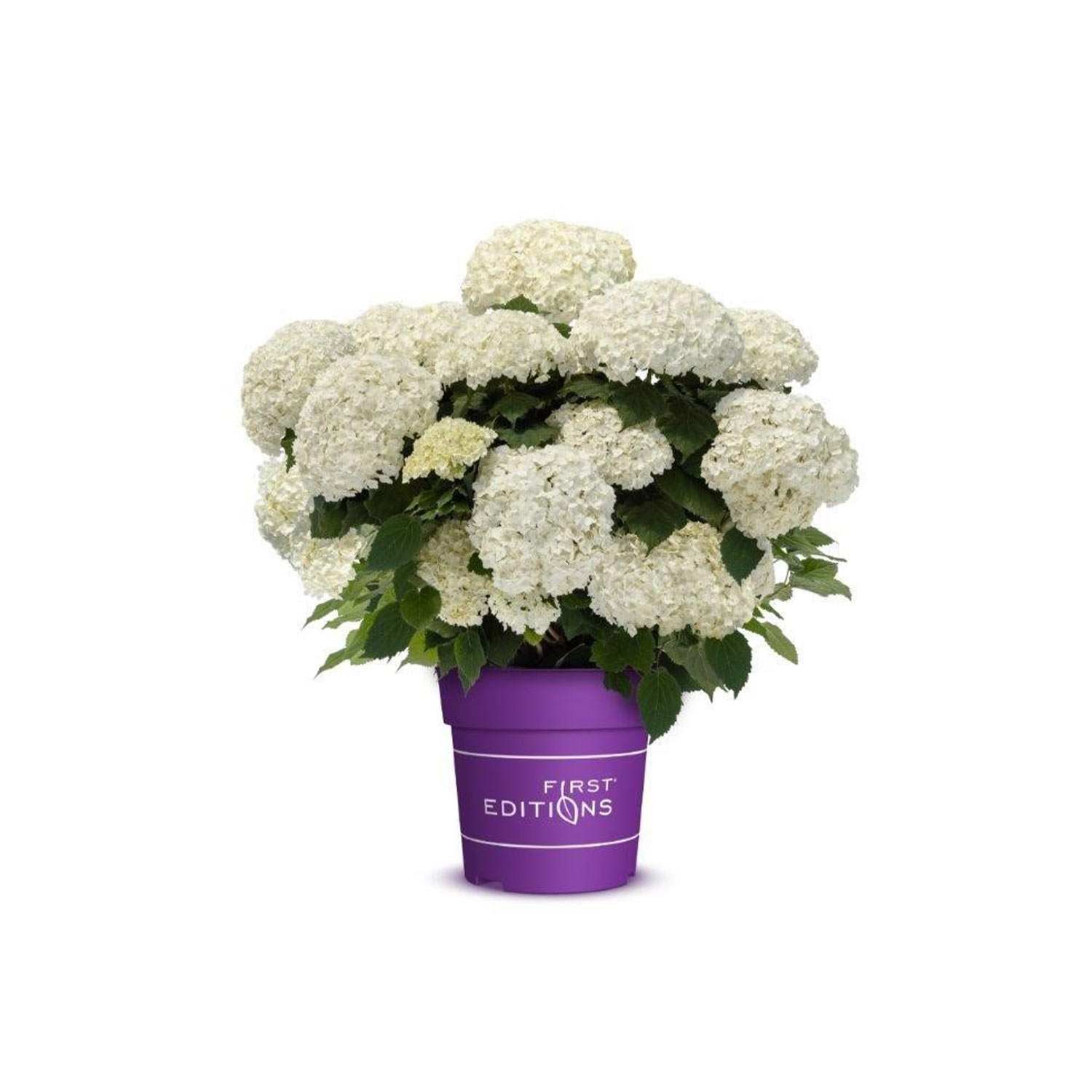 Ballhortensie 'FlowerWOW®'