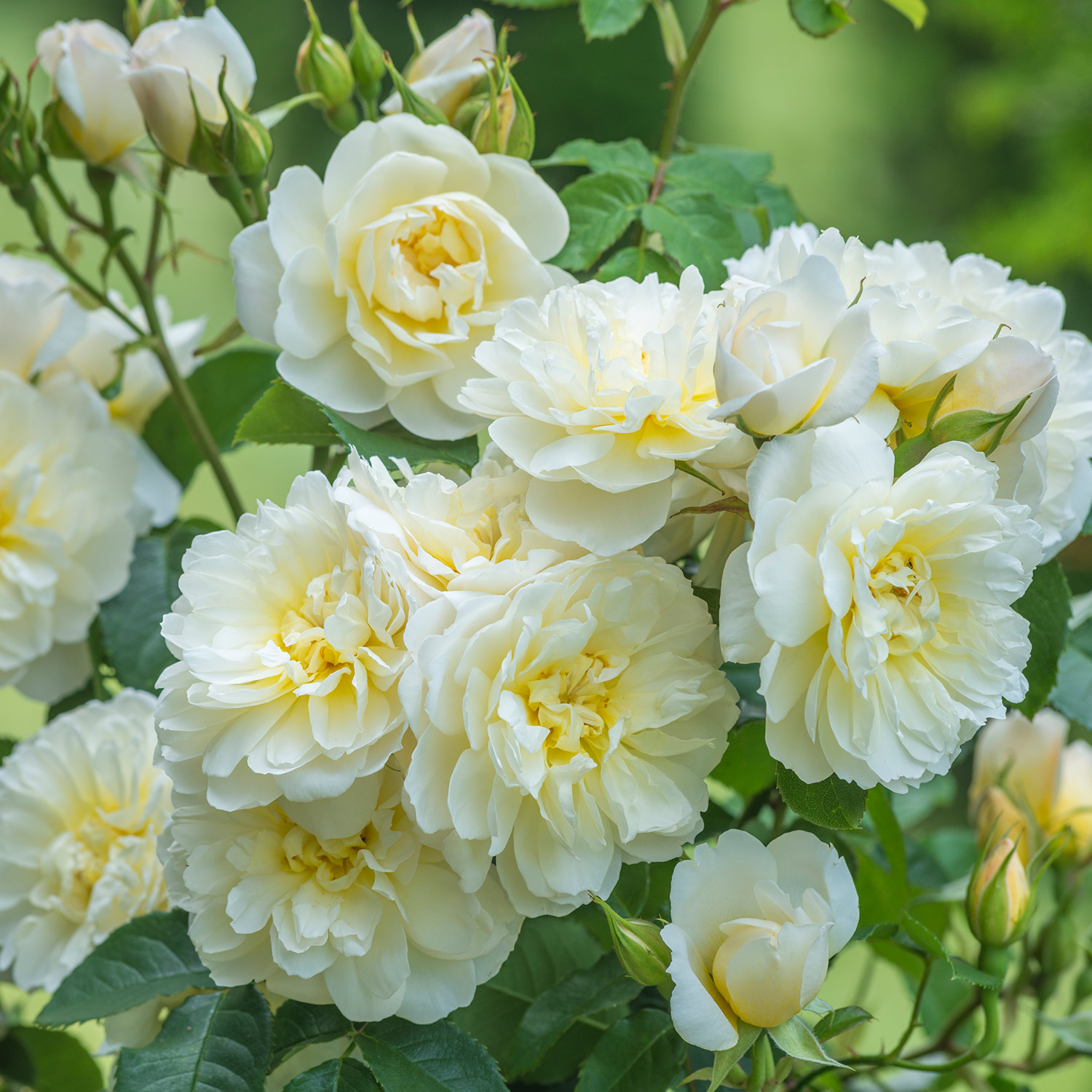 Englische Rose 'Imogen'