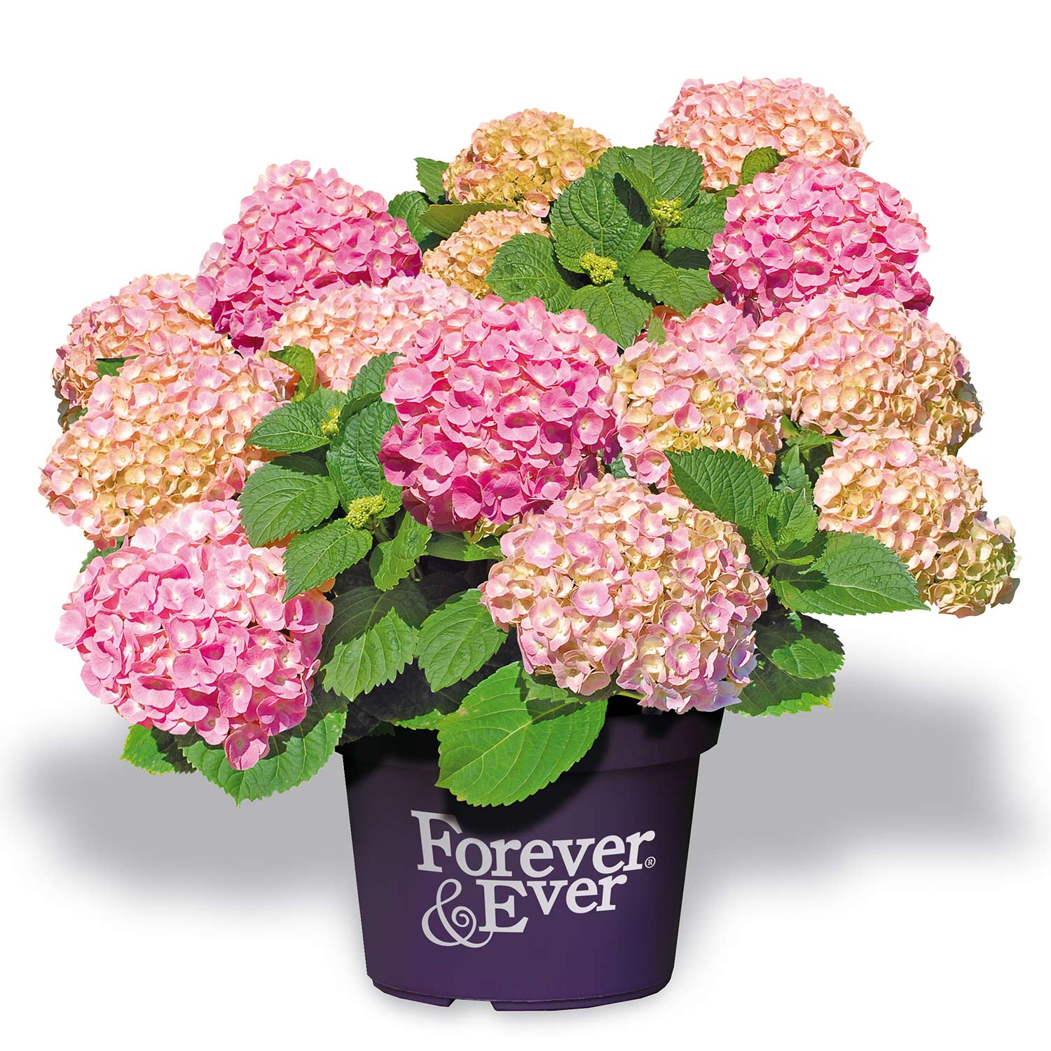 Ballhortensie 'Forever & Ever® Pink'