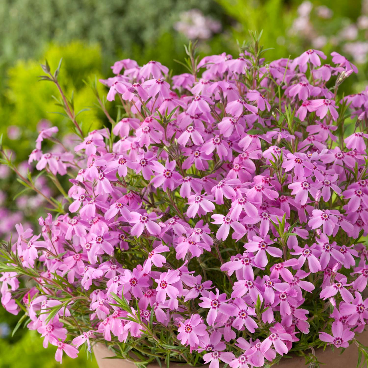 Pinkfarbener Polsterphlox Lieferform: Im 9 cm Topf