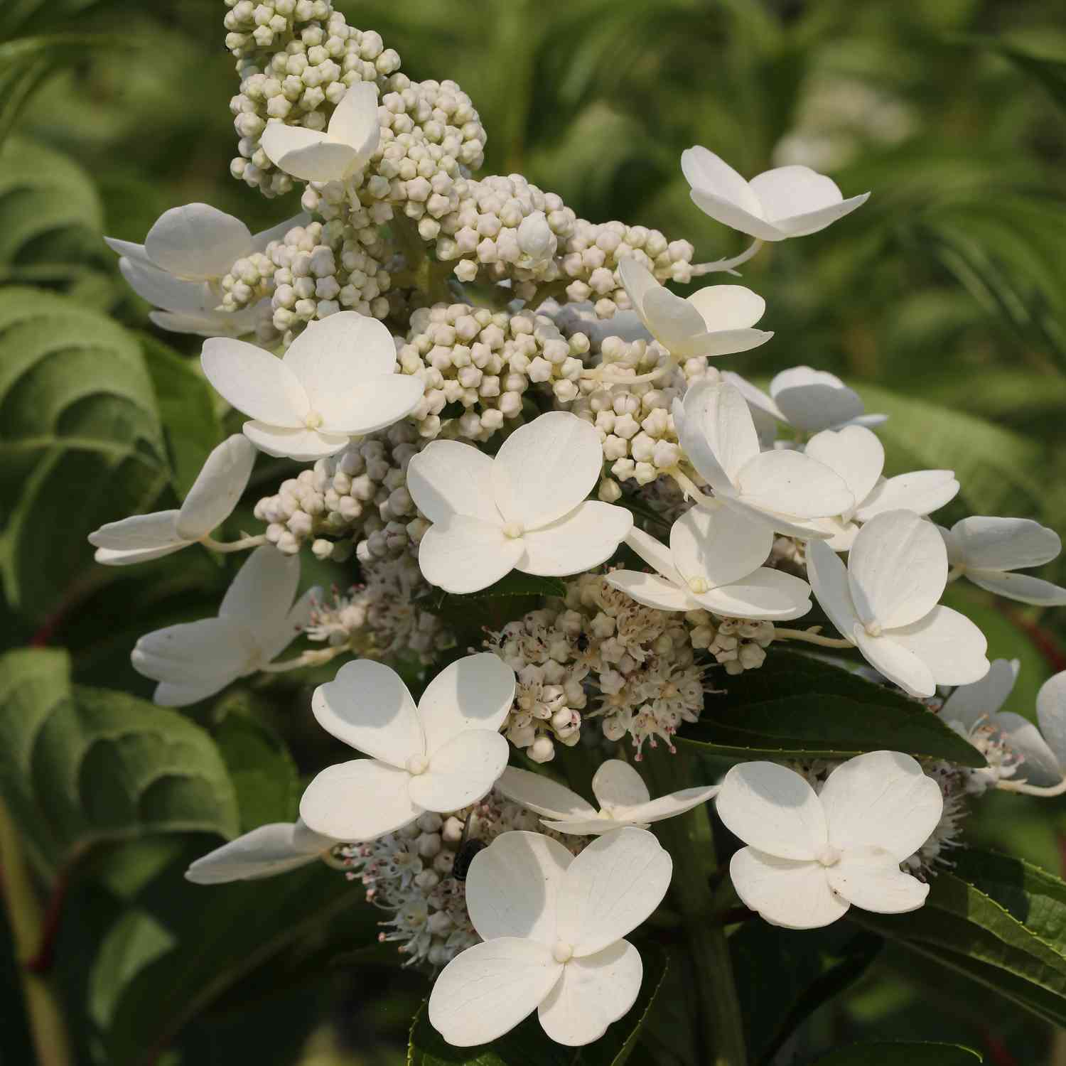 Rispenhortensie 'Kyushu'