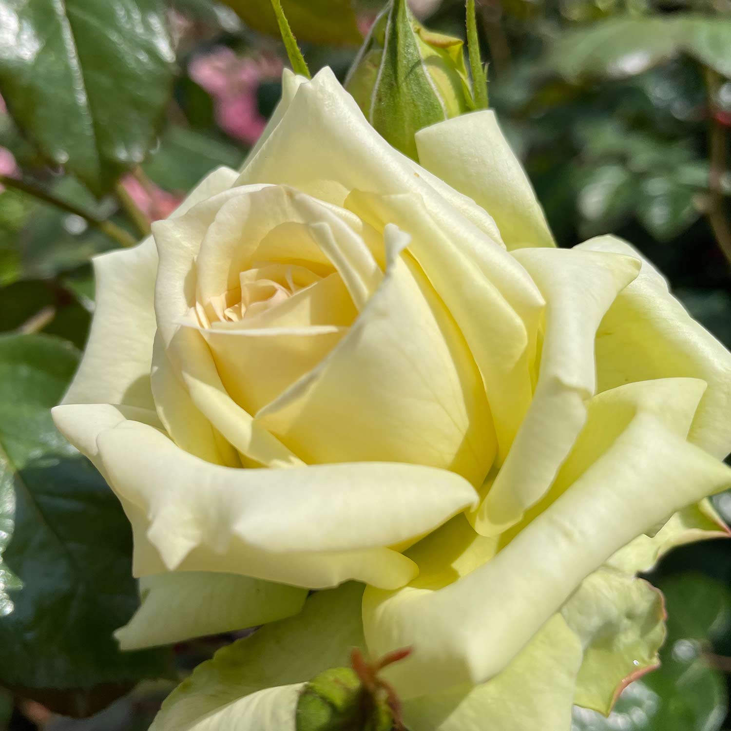 Kletterrose 'Elfe®', 5 Liter, 2 - 3 starke Triebe, A-Qualität Liefergröße: 2 - 3 starke Triebe, A-Qualität
