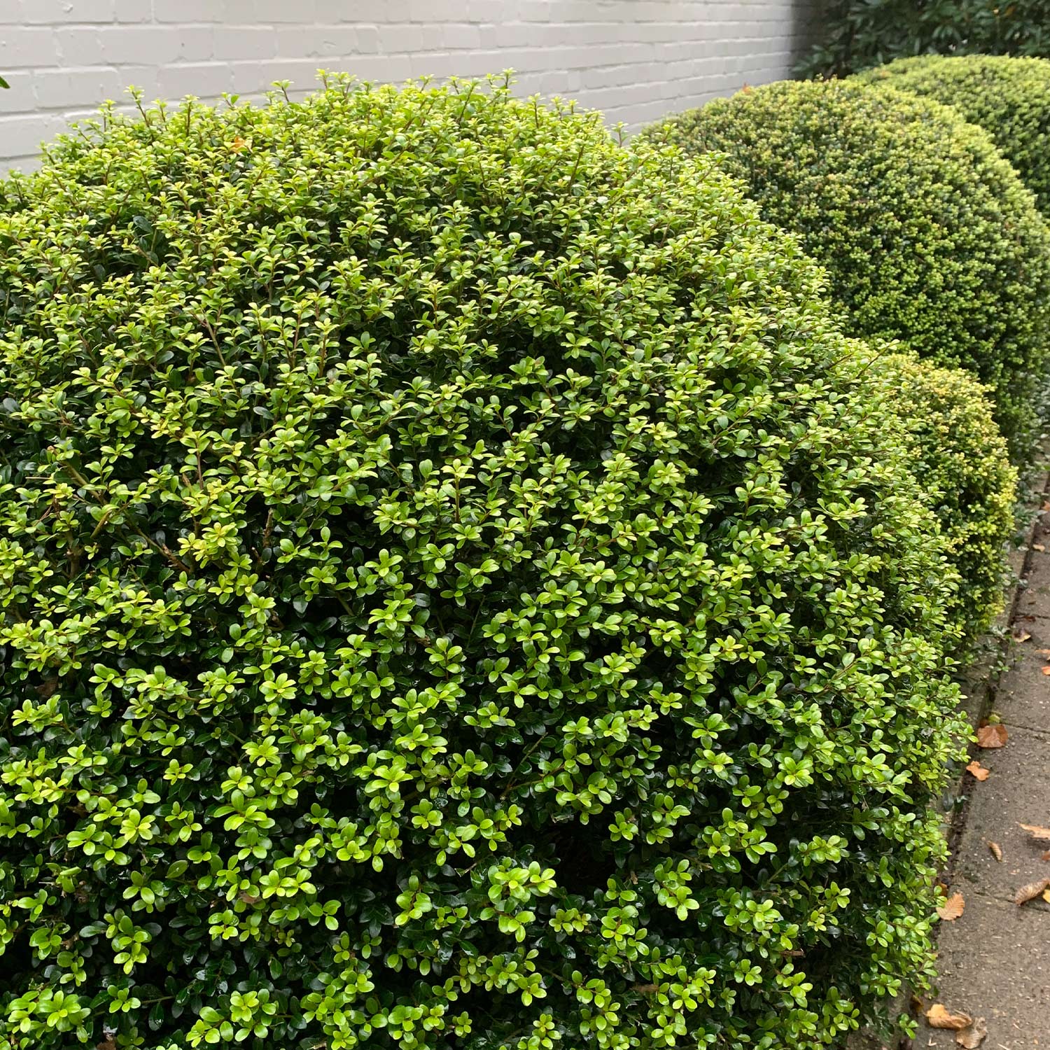 Berg-Ilex 'Glorie Gem'