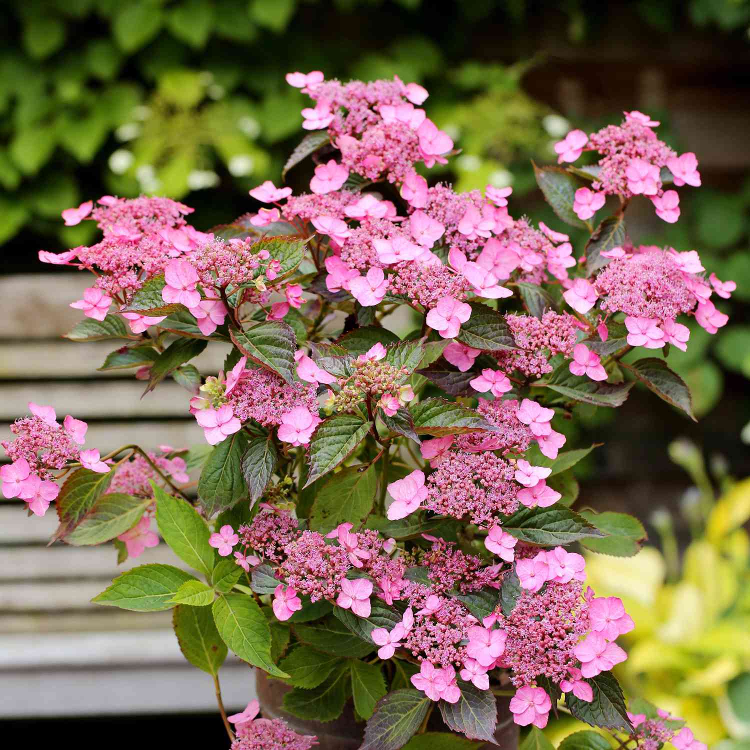 Kleinwüchsige Tellerhortensie 'Koreana'