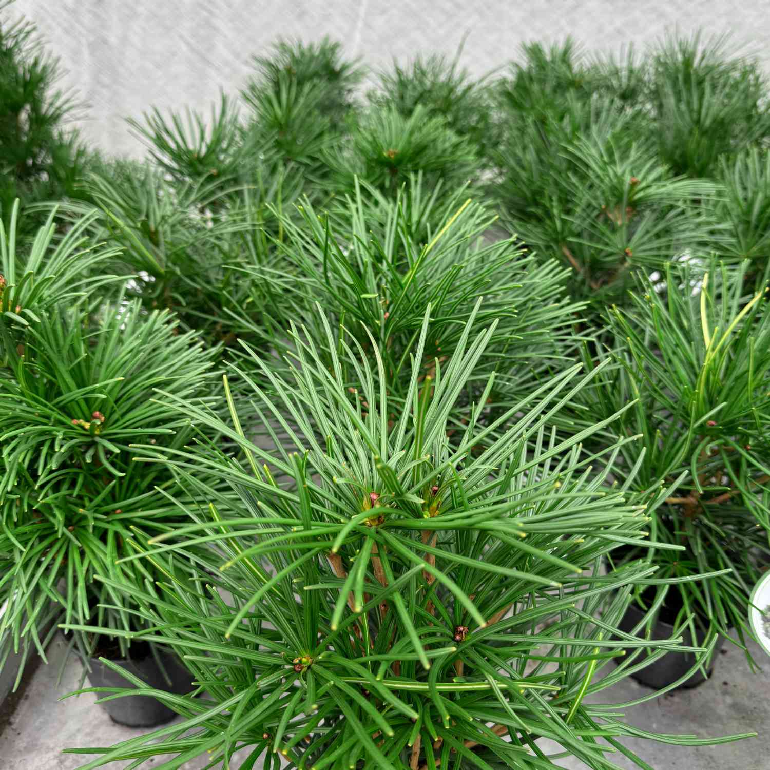 Japanische Schirmtanne 'Green Diamond' Japanische Schirmtanne 'Green Diamond'