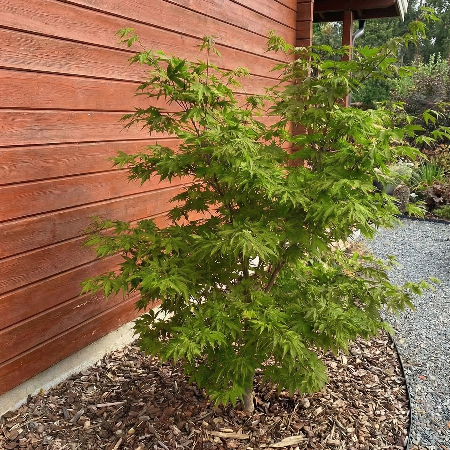 Kategorie <b>Produkt ohne Kategoriezuordnung </b> - Fächerahorn 'Moonrise®' C3 40 - 60 cm Liefergröße: 40 - 60 cm - Acer shirasawanum 'Moonrise®'