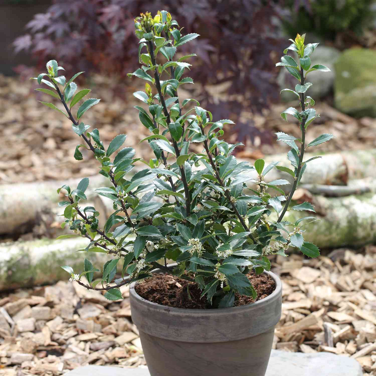 Stechpalme-Ilex 'Heckenpracht' Stechpalme-Ilex 'Heckenpracht'