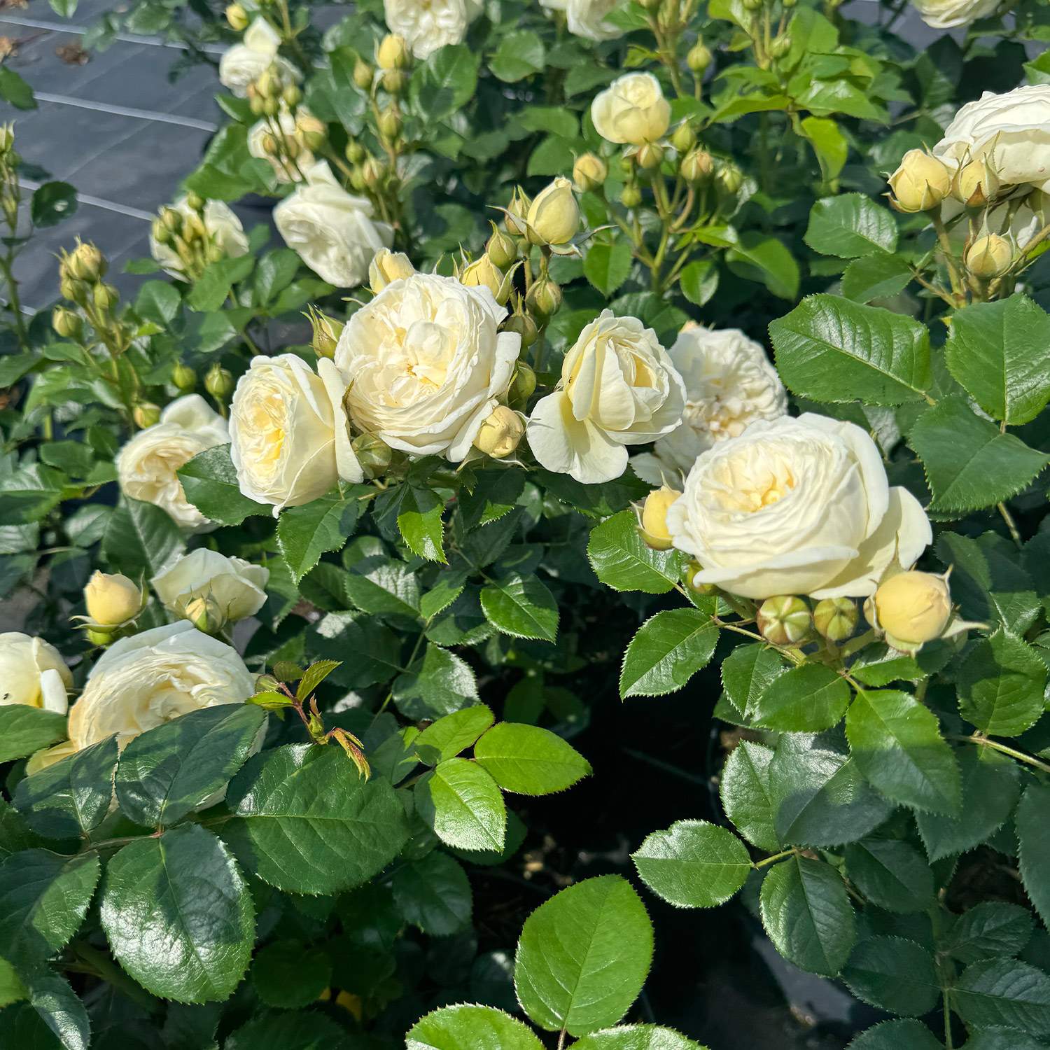 Nostalgische Strauchrose 'Artemis®'