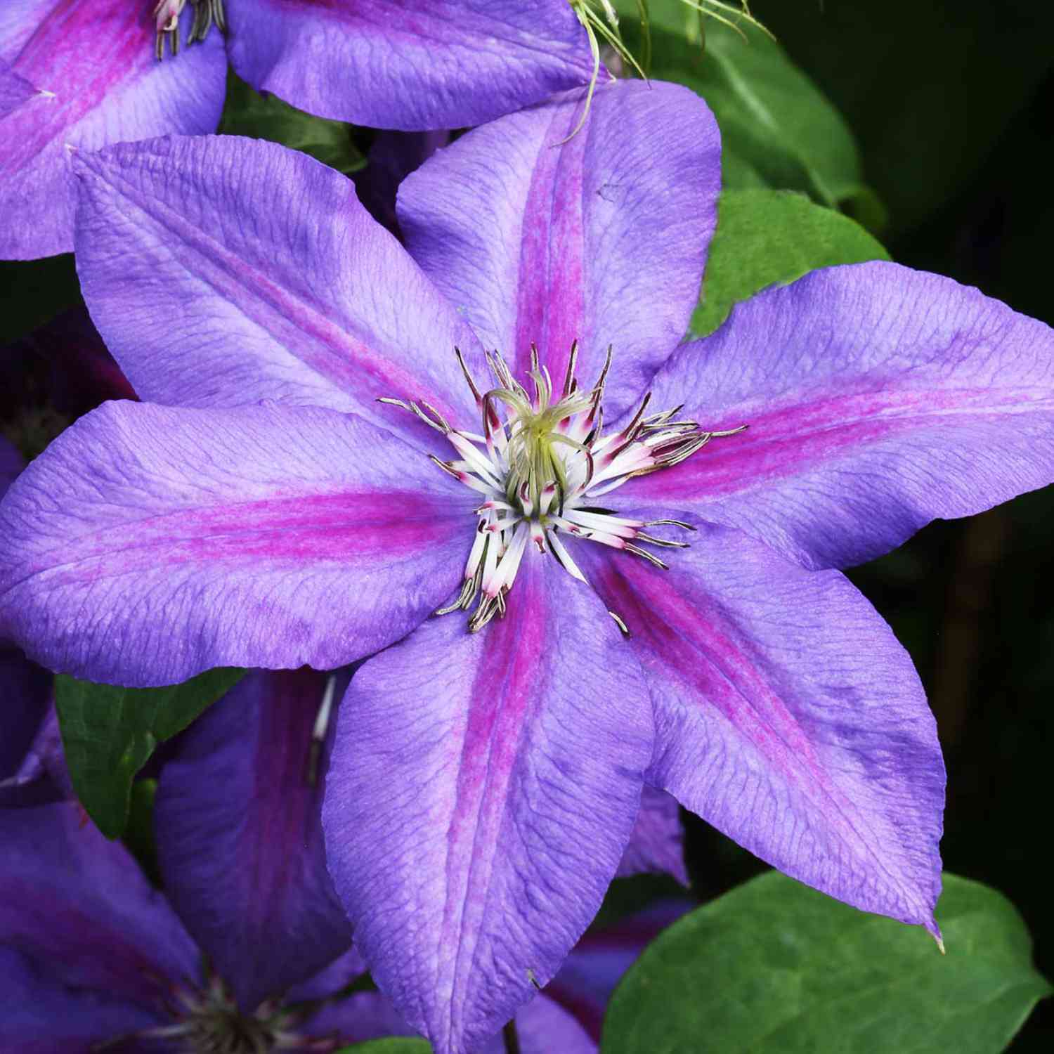 Clematis 'Mrs. N. Thompson'
