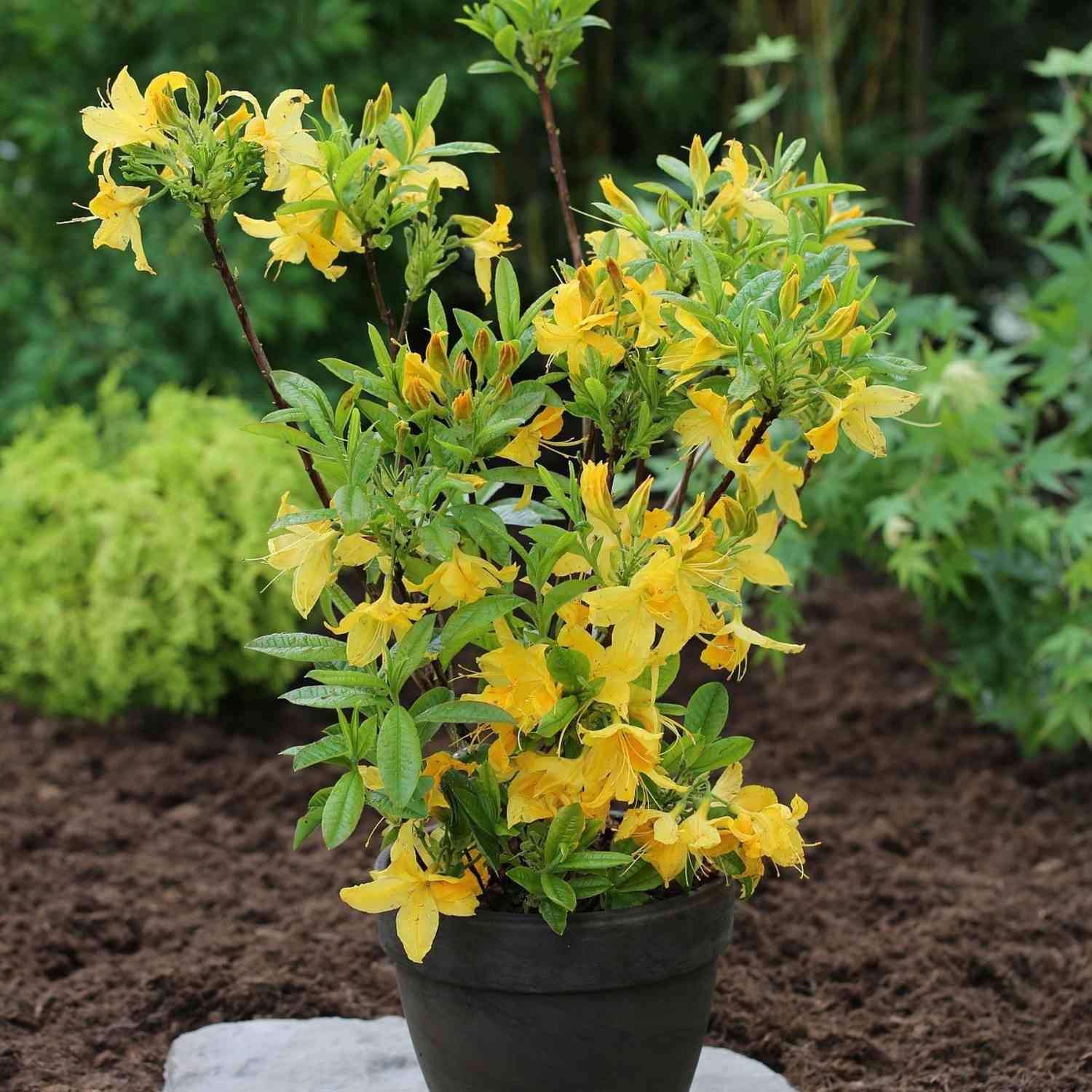 Duftazalee 'Goldtopas'