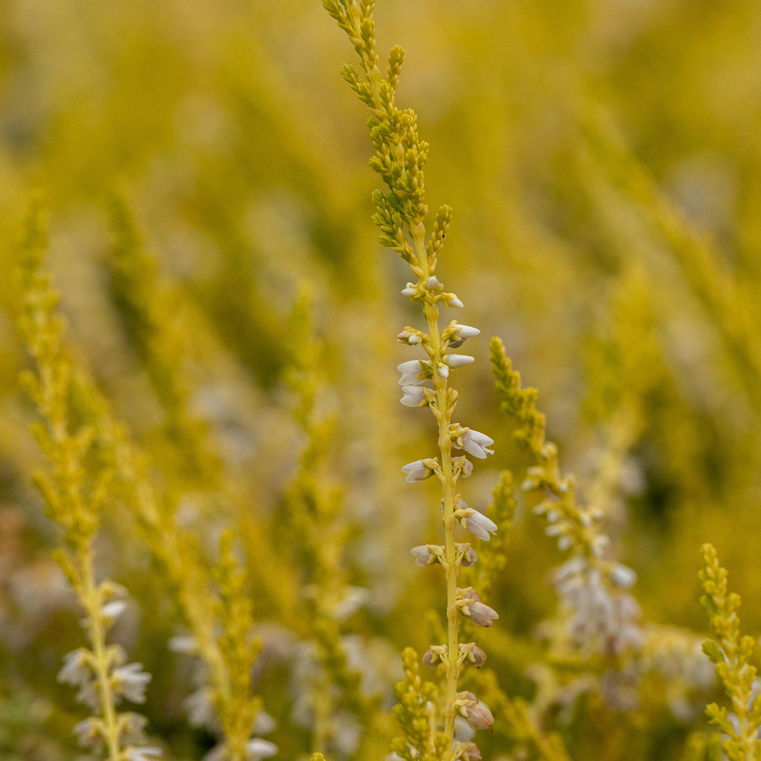 Kategorie <b>Bodendecker </b> - Sommerheide 'Gold Haze' Liefergröße: ca. 10 - 15 cm - Calluna vulgaris 'Gold Haze'