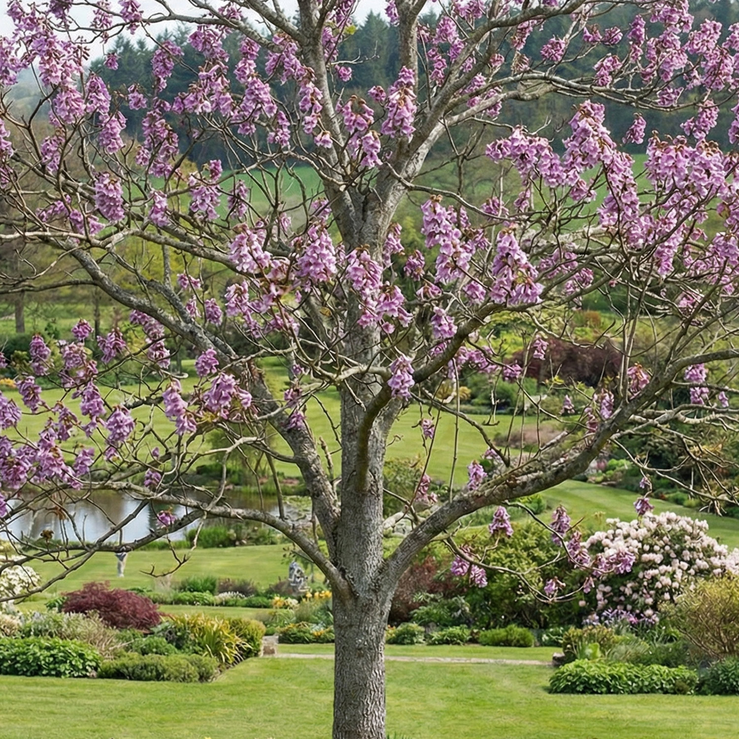 Kategorie <b>Rhododendren, Azaleen und Heide </b> - Kiri-Baum - Klimawandelbaum/Blauglockenbaum Lieferform: Im 4 Liter Topf - Paulownia fortunei tomentosa 'Nordmax21'