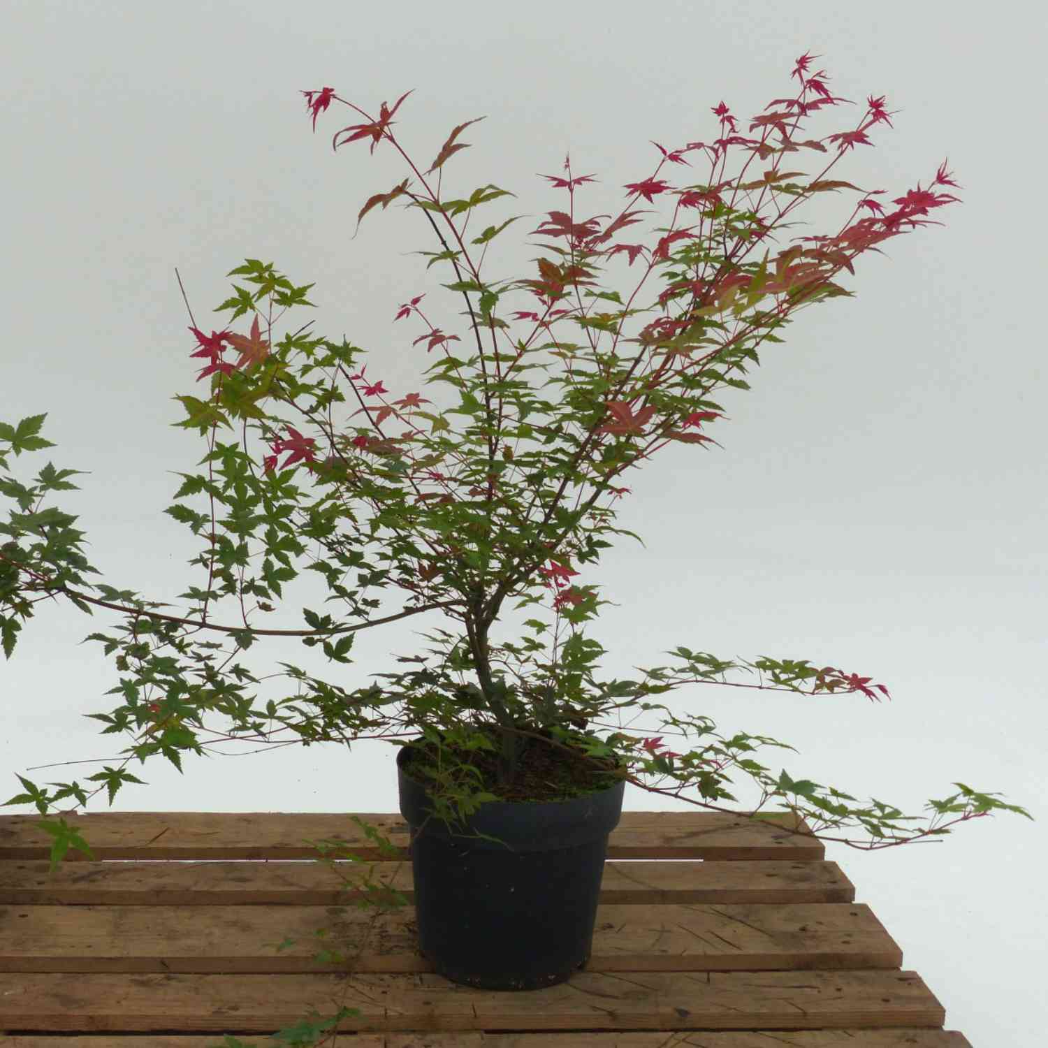 Fächerahorn 'Beni-Maiko' Fächerahorn 'Beni-Maiko'