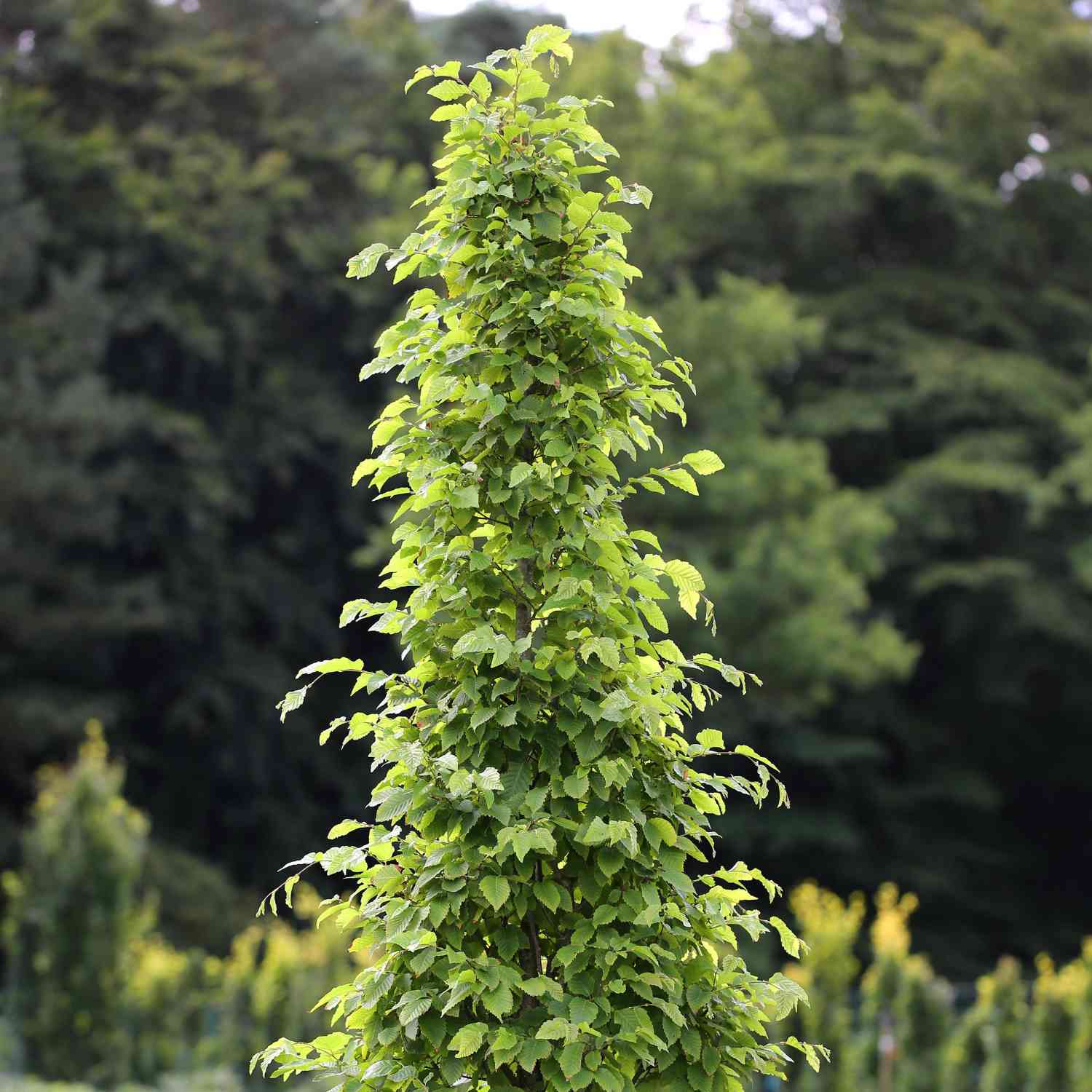 Säulen-Hainbuche 'Fastigiata' Säulen-Hainbuche 'Fastigiata'