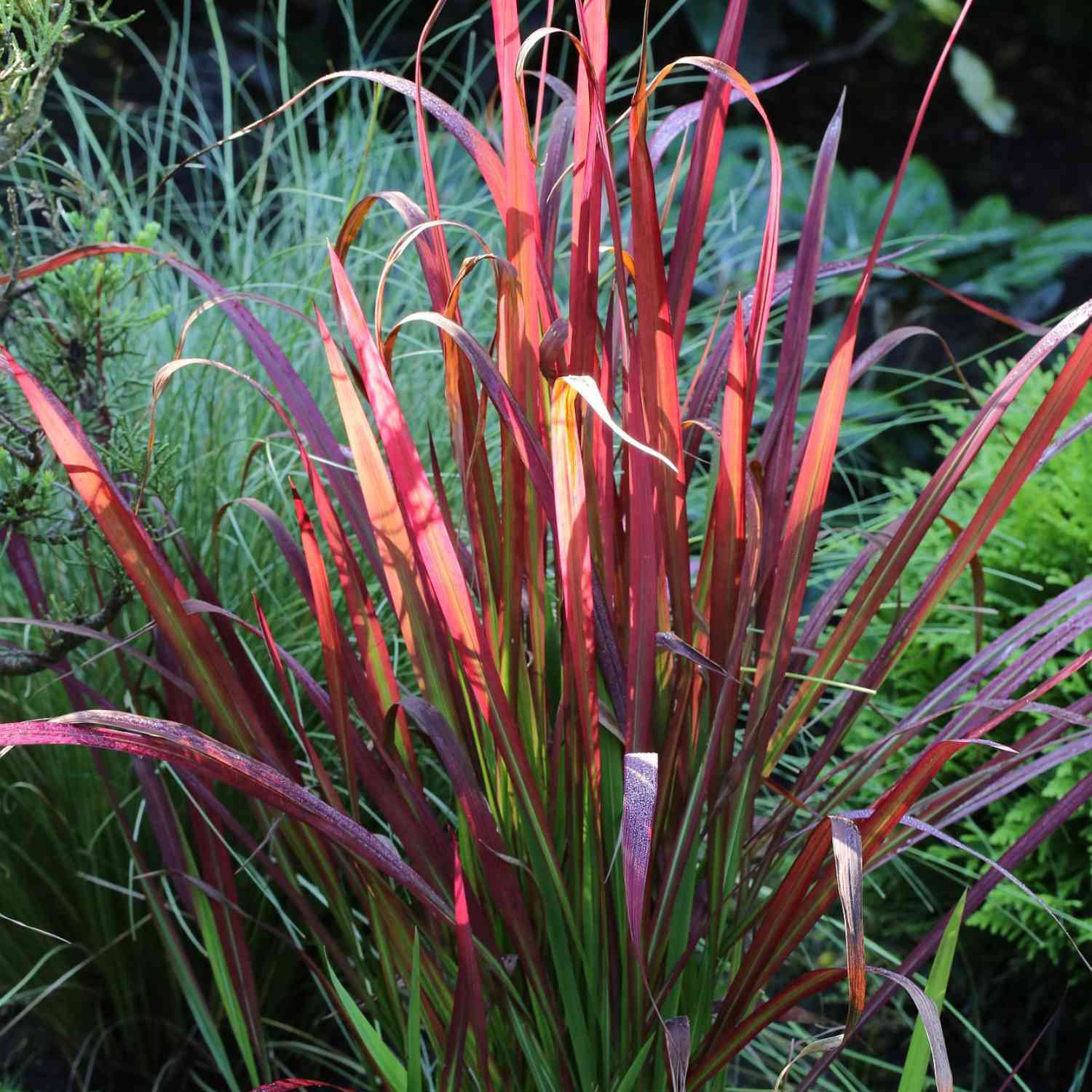 Alang-Gras 'Red Baron' - Japanisches Blutgras Alang-Gras 'Red Baron' - Japanisches Blutgras