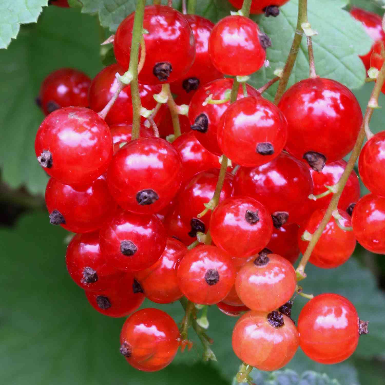 Rote Johannisbeere 'Jonkheer van Tets®'