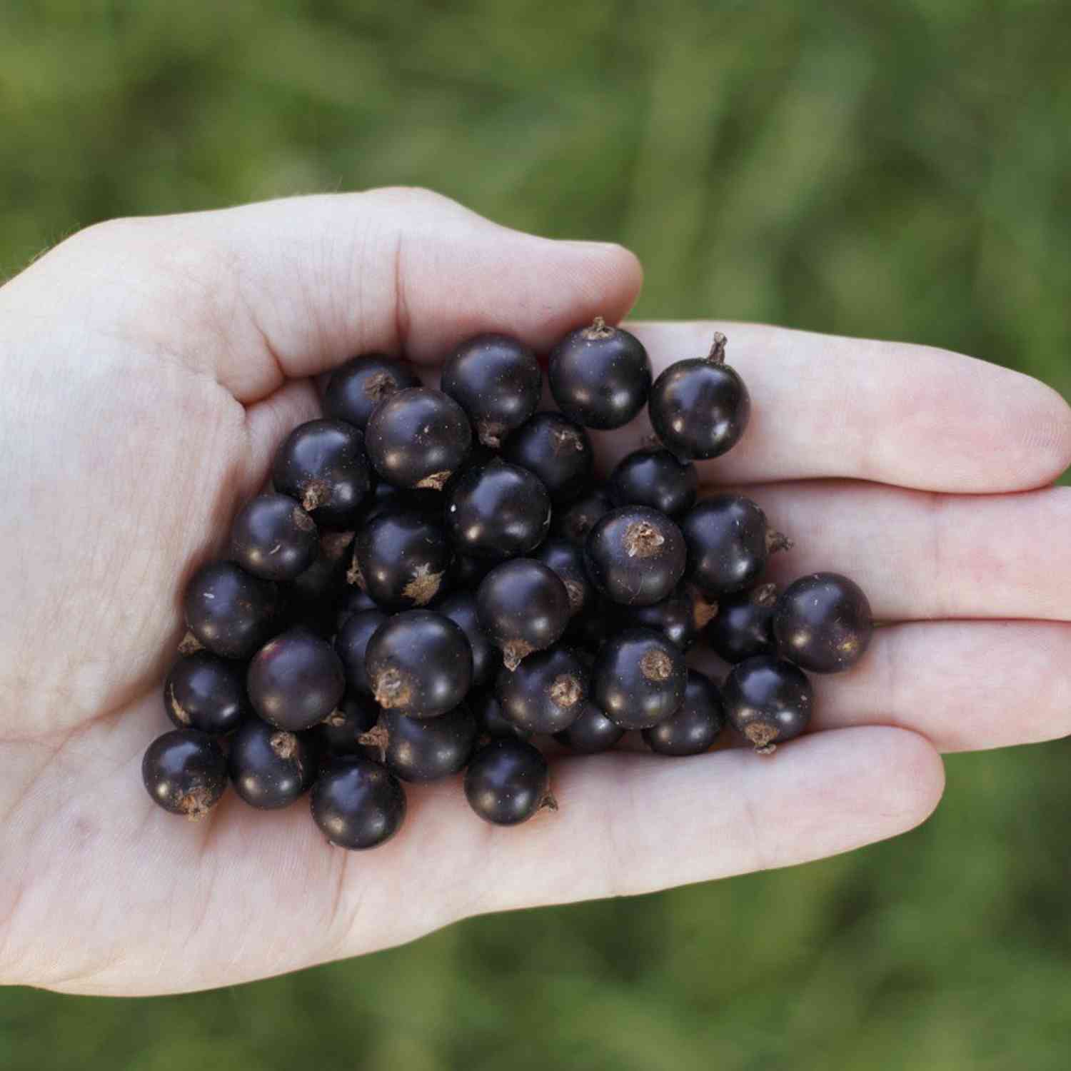 Schwarze Johannisbeere 'Tsema' Schwarze Johannisbeere 'Tsema'