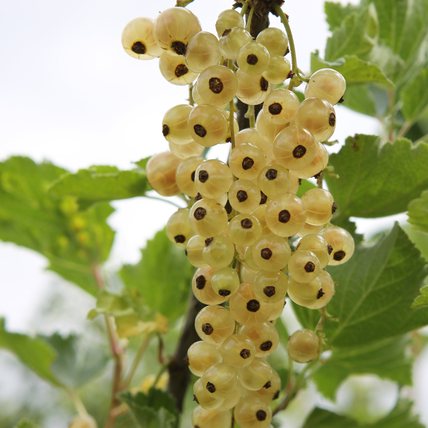Weiße Johannisbeere 'Ribest® Blanchette®'