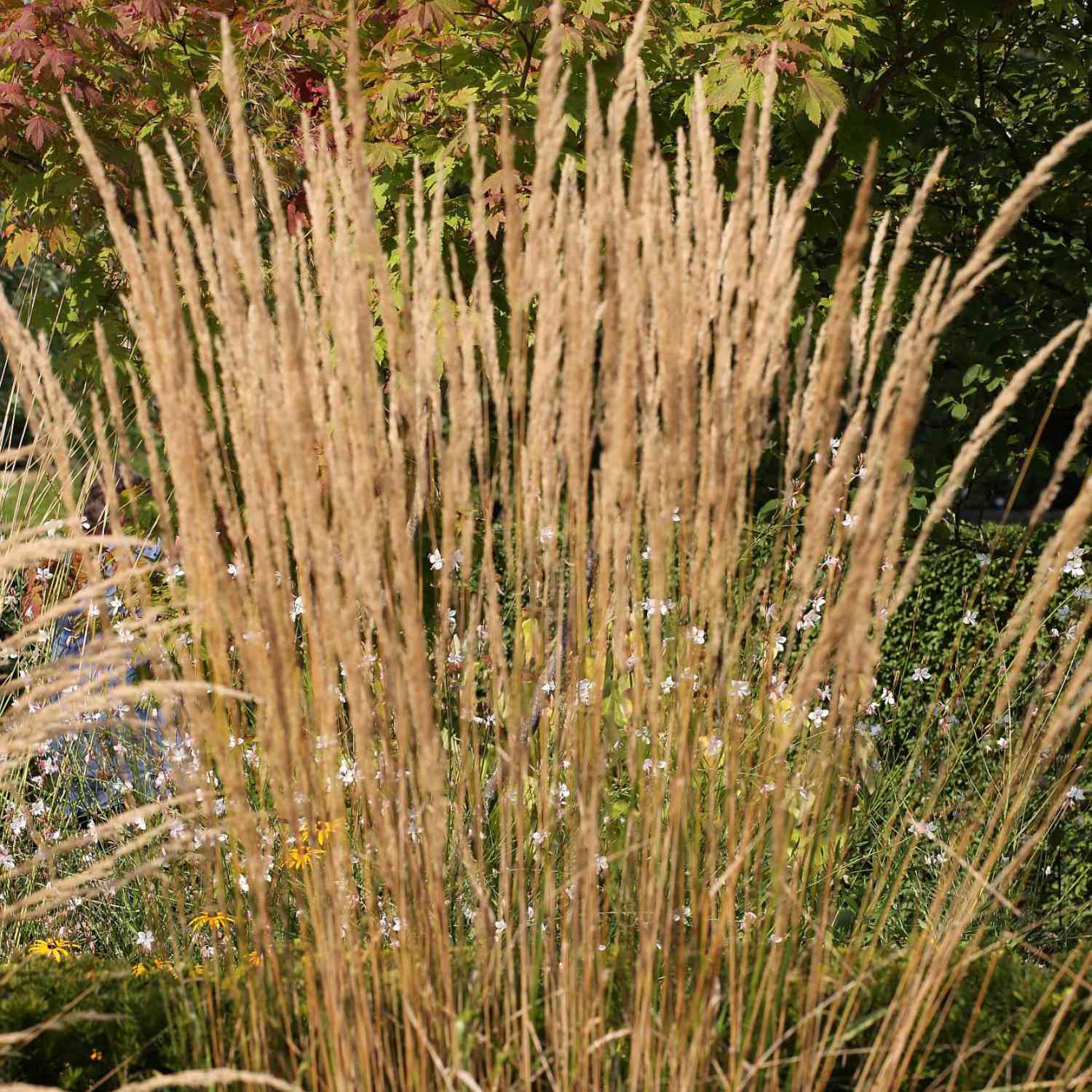 Garten-Reitgras 'Karl Foerster' Garten-Reitgras 'Karl Foerster'
