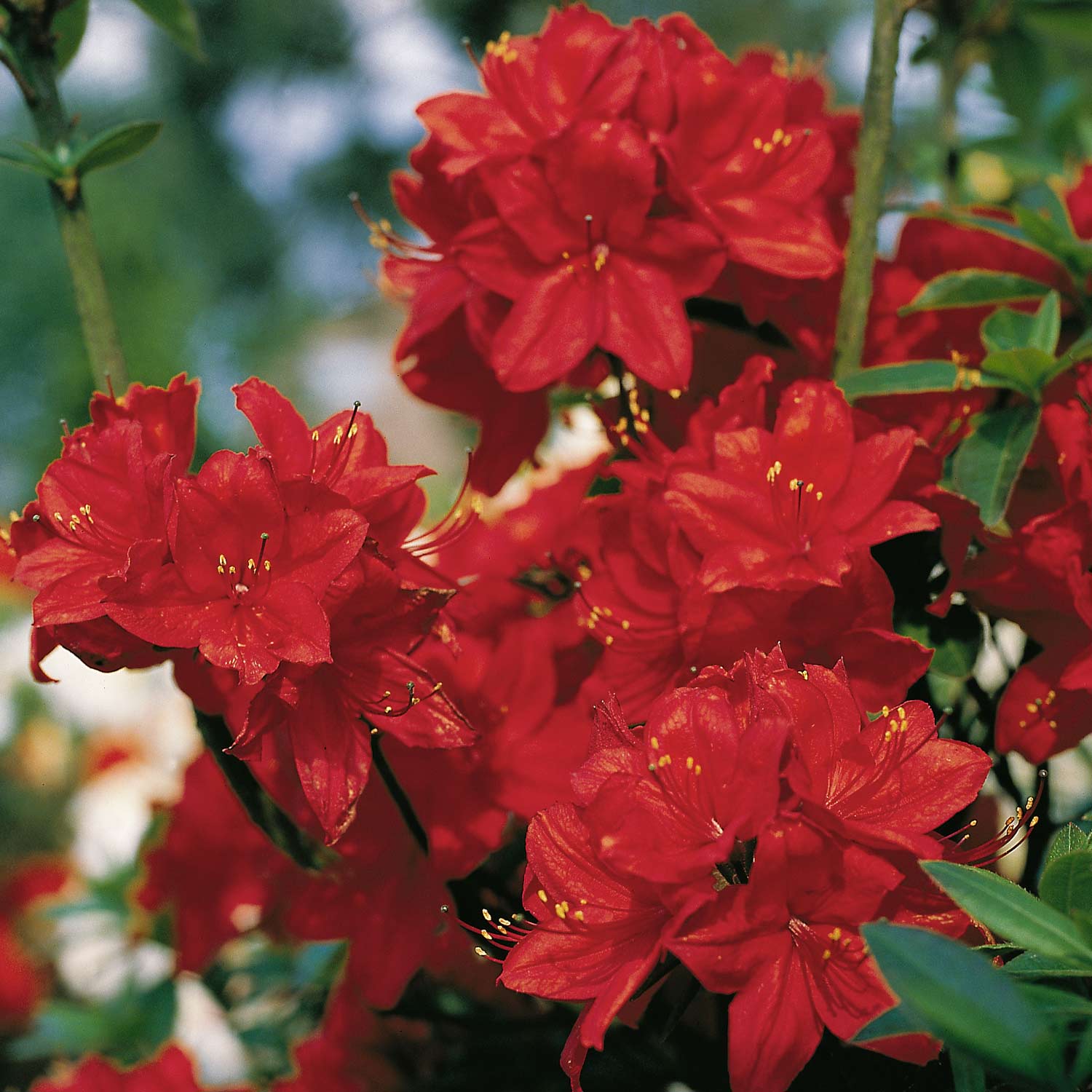 Kategorie <b>Blütensträucher und Ziergehölze </b> - Duftazalee 'Nabucco', 5 Liter, 50 - 60 cm Liefergröße: 50 - 60 cm - Rhododendron luteum