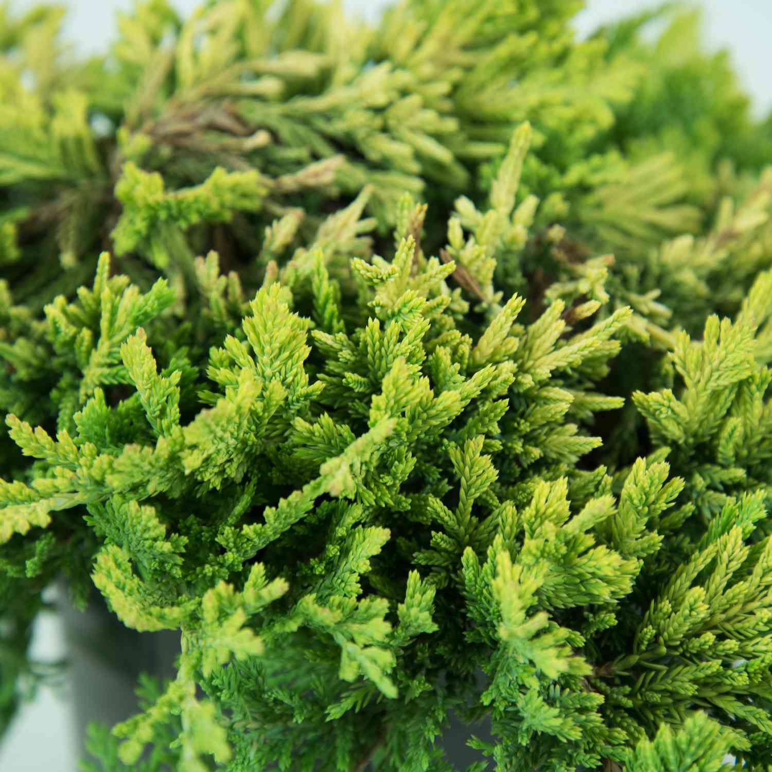 Goldener Teppichwacholder 'Golden Carpet'
