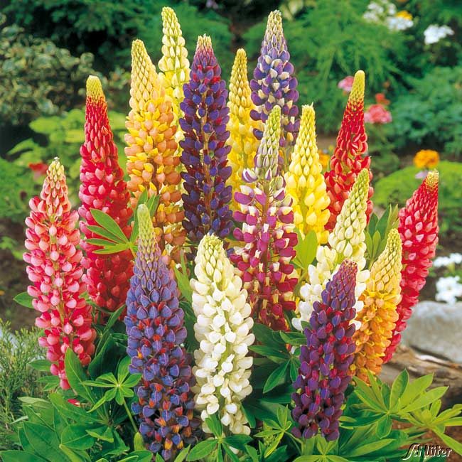 Gartenlupinen Mischung - 3 Stück Liefergröße: | 3 Stück