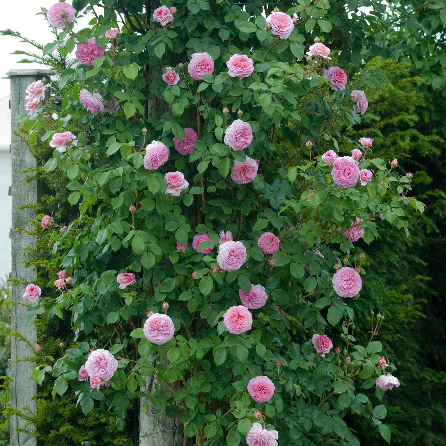 David Austin-Rose 'James Galway®', 5 Liter, 3 starke Triebe, A-Qualität Liefergröße: 3 starke Triebe, A-Qualität