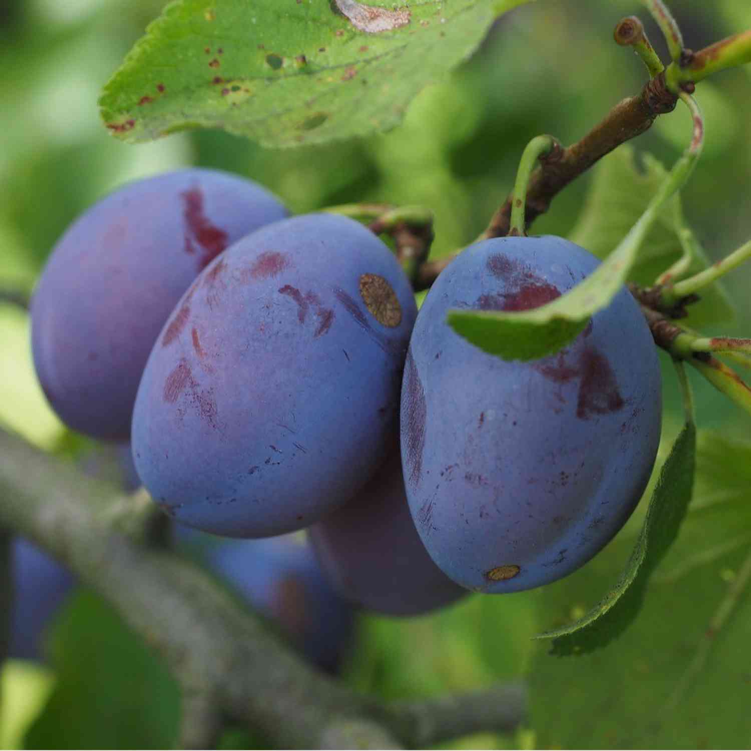 Pflaume 'Hanna®'