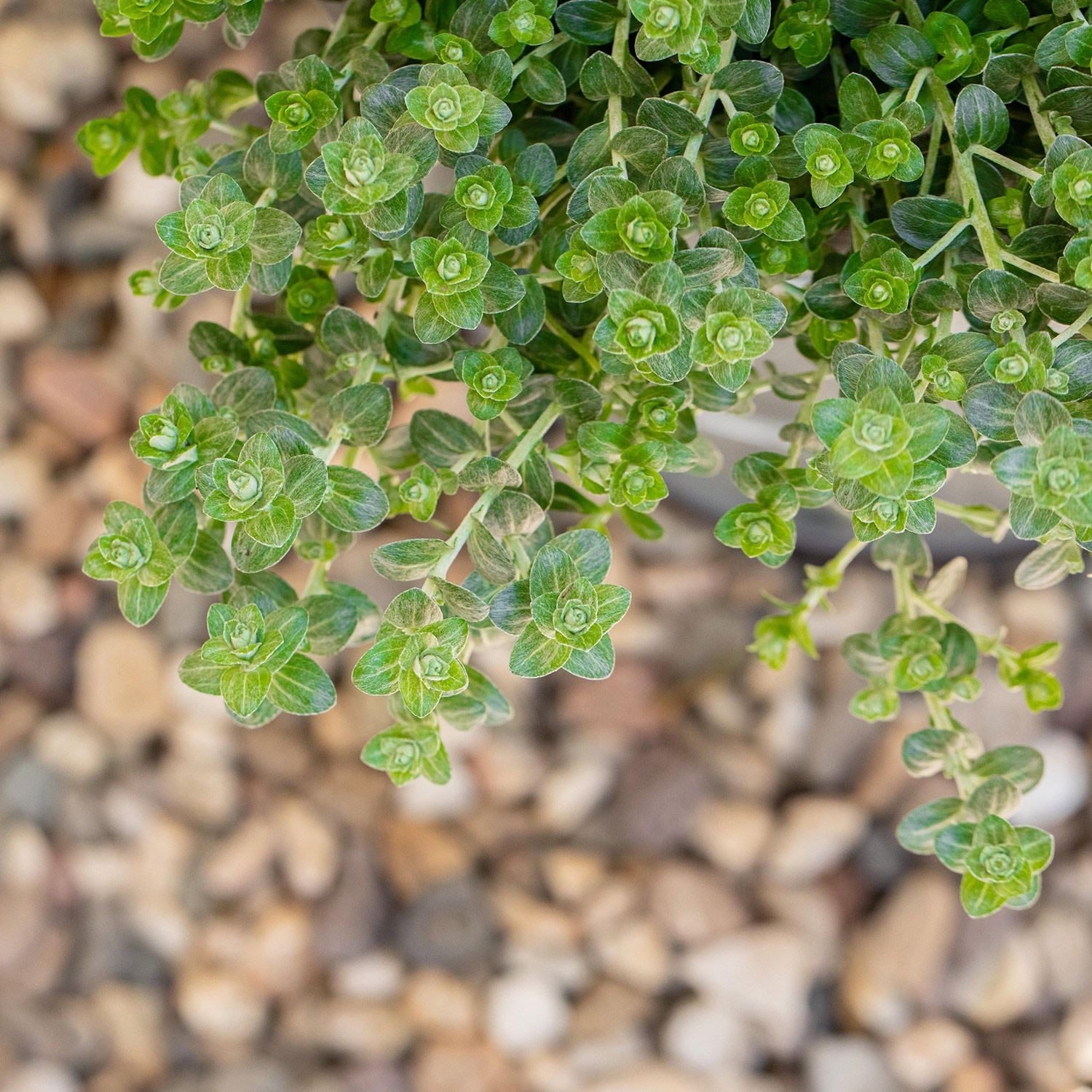 Kategorie <b>Stauden </b> - Breitblättriger Thymian Lieferform: Im 0,5 Liter Topf - Thymus pulegioides